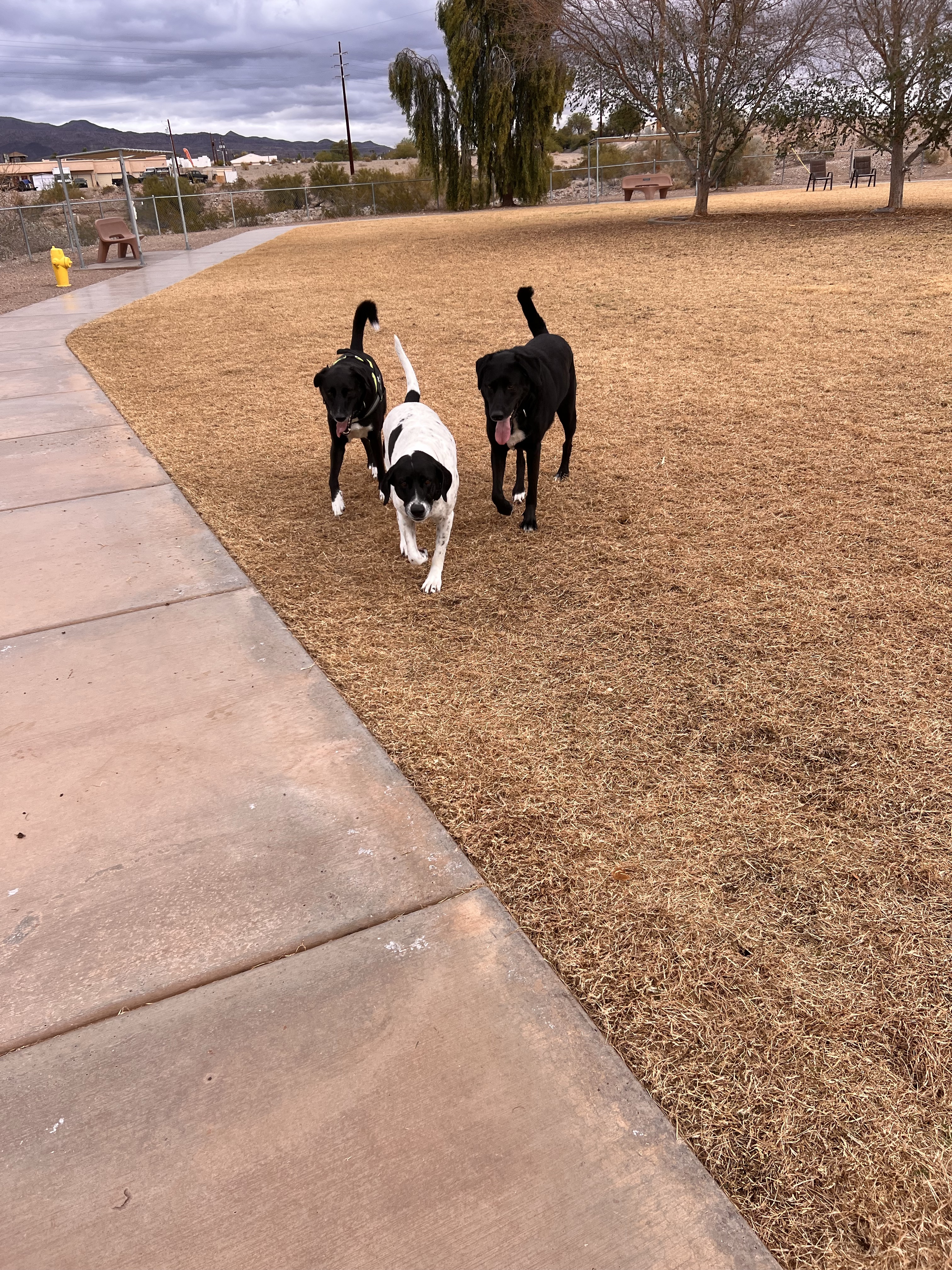 SARA Park Dog Park