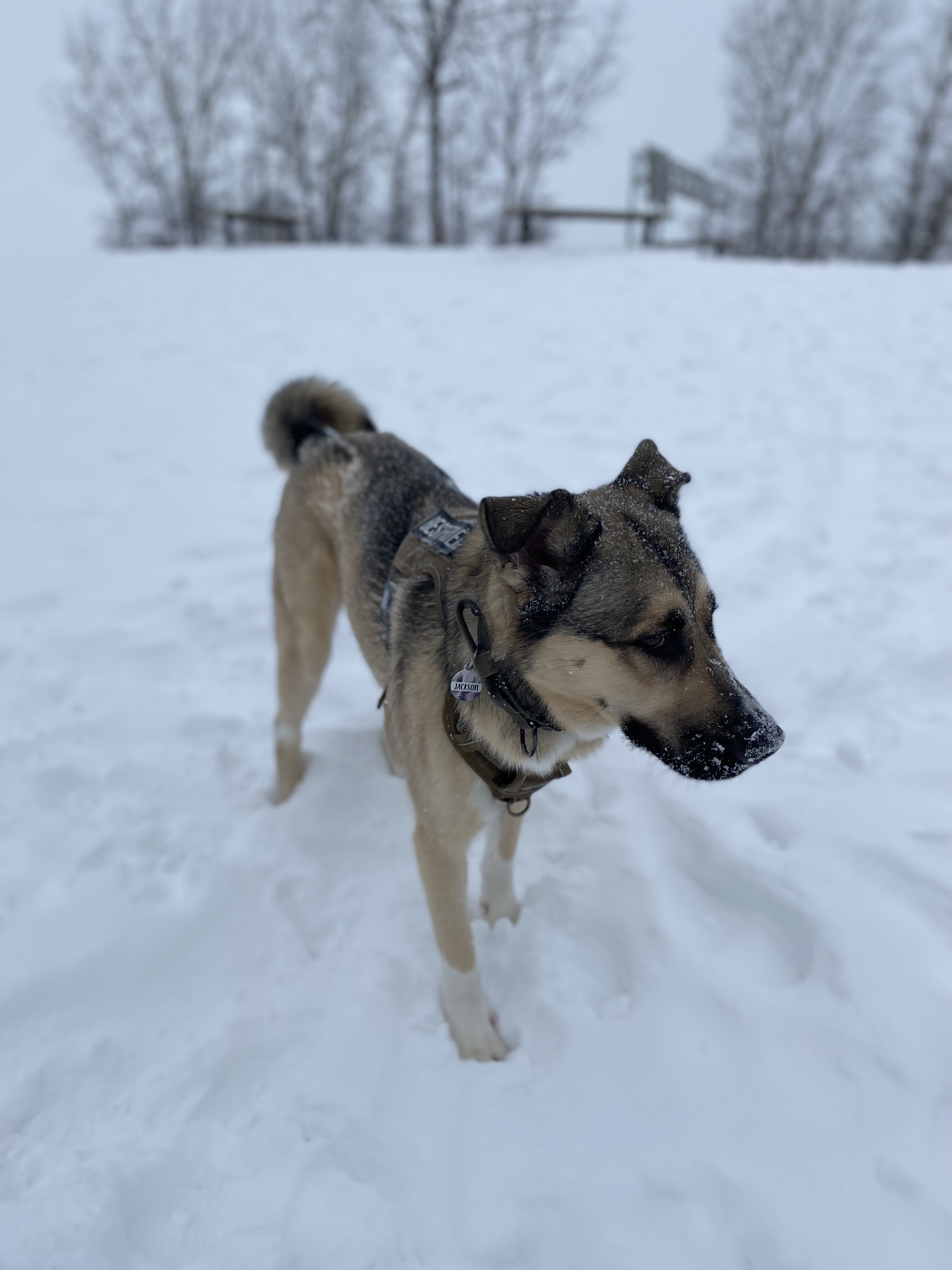 Parc récréatif canin