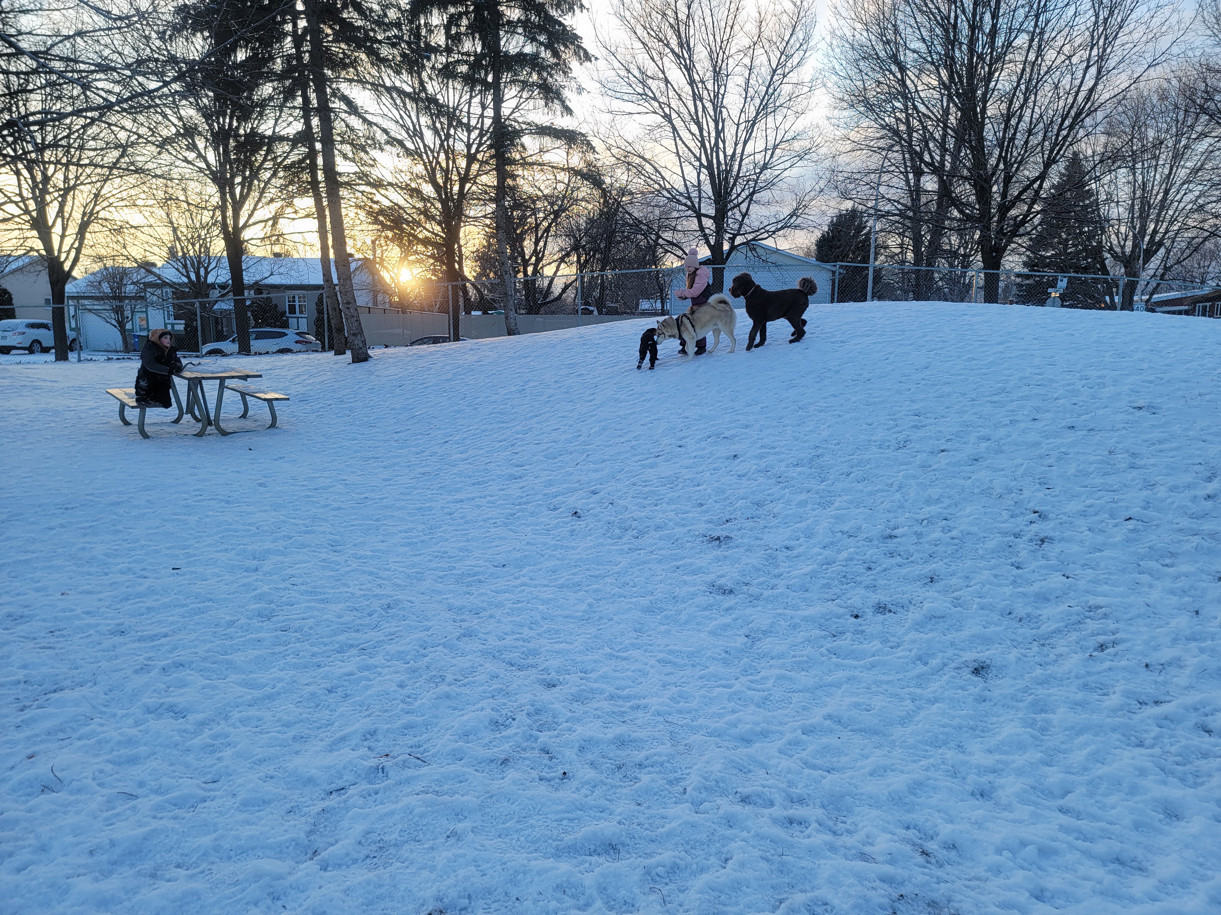 Parc canin Alfred-Dorais