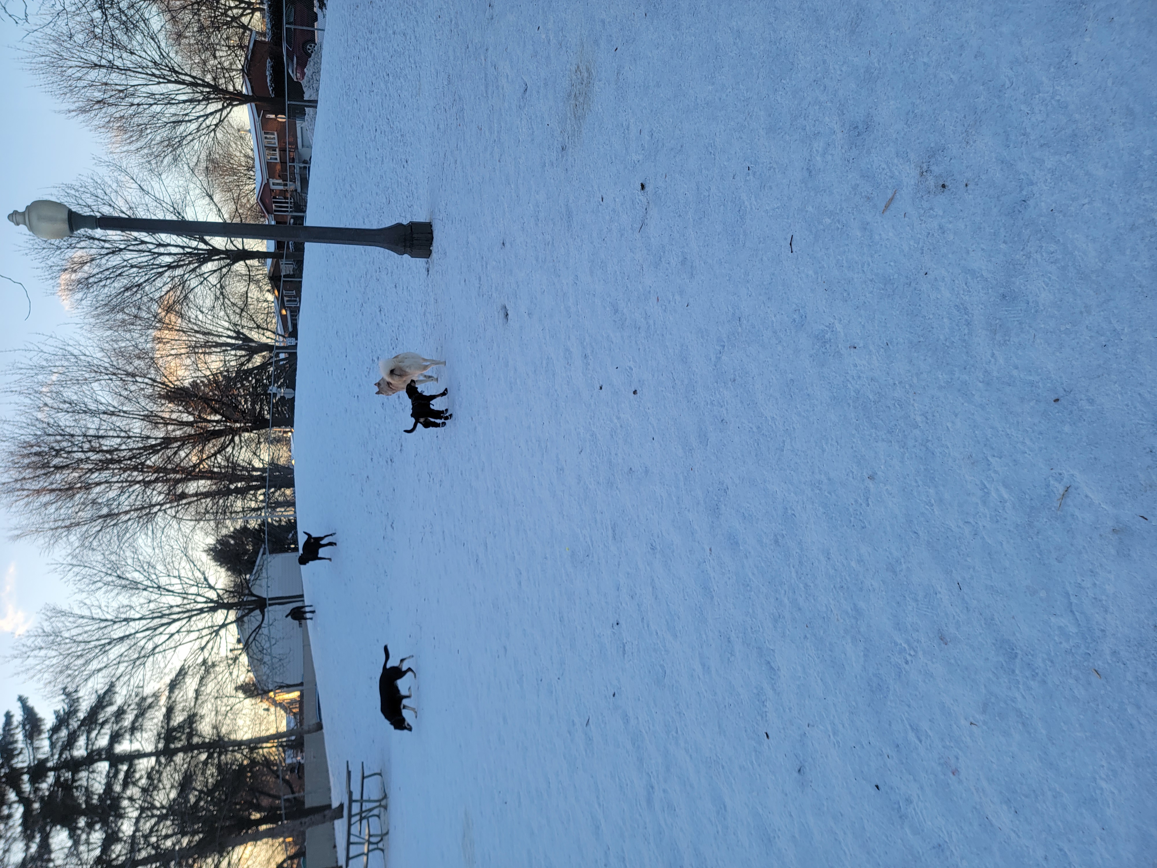 Parc canin Alfred-Dorais