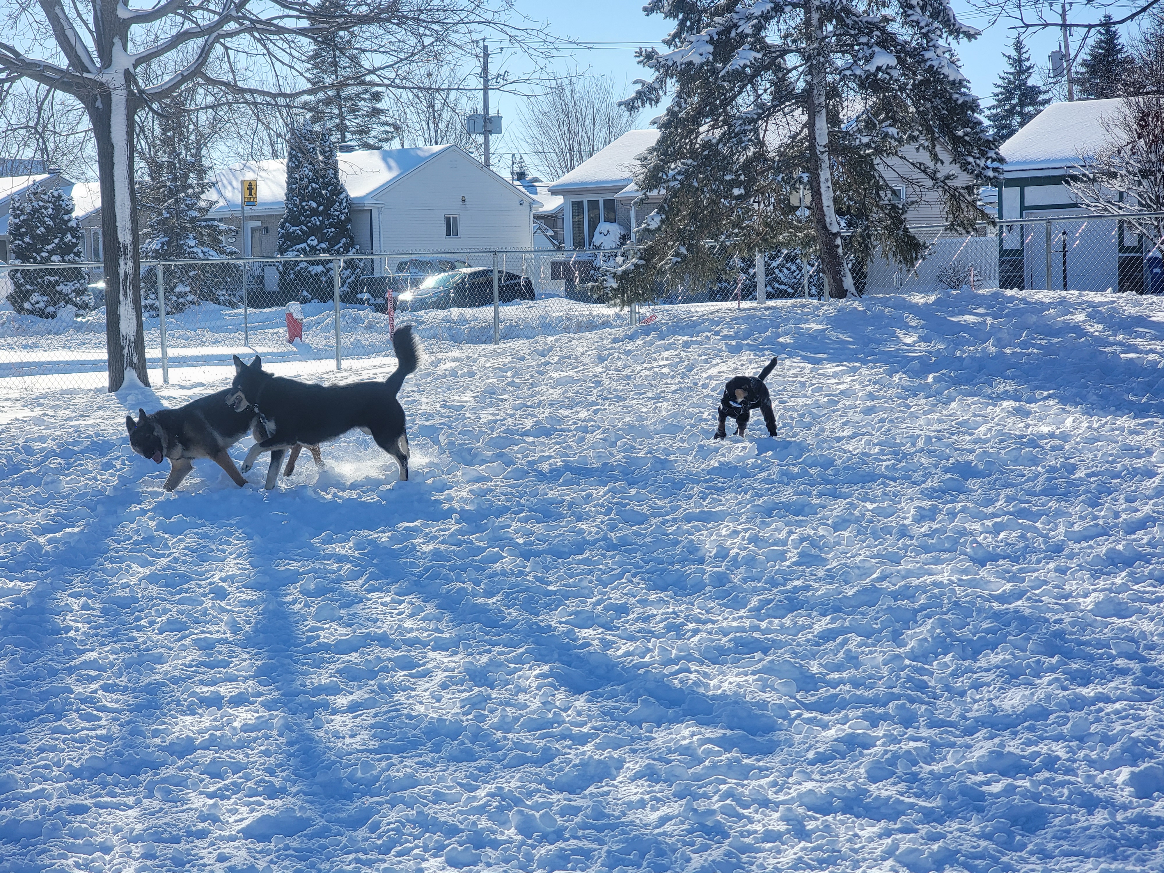 Parc canin Alfred-Dorais