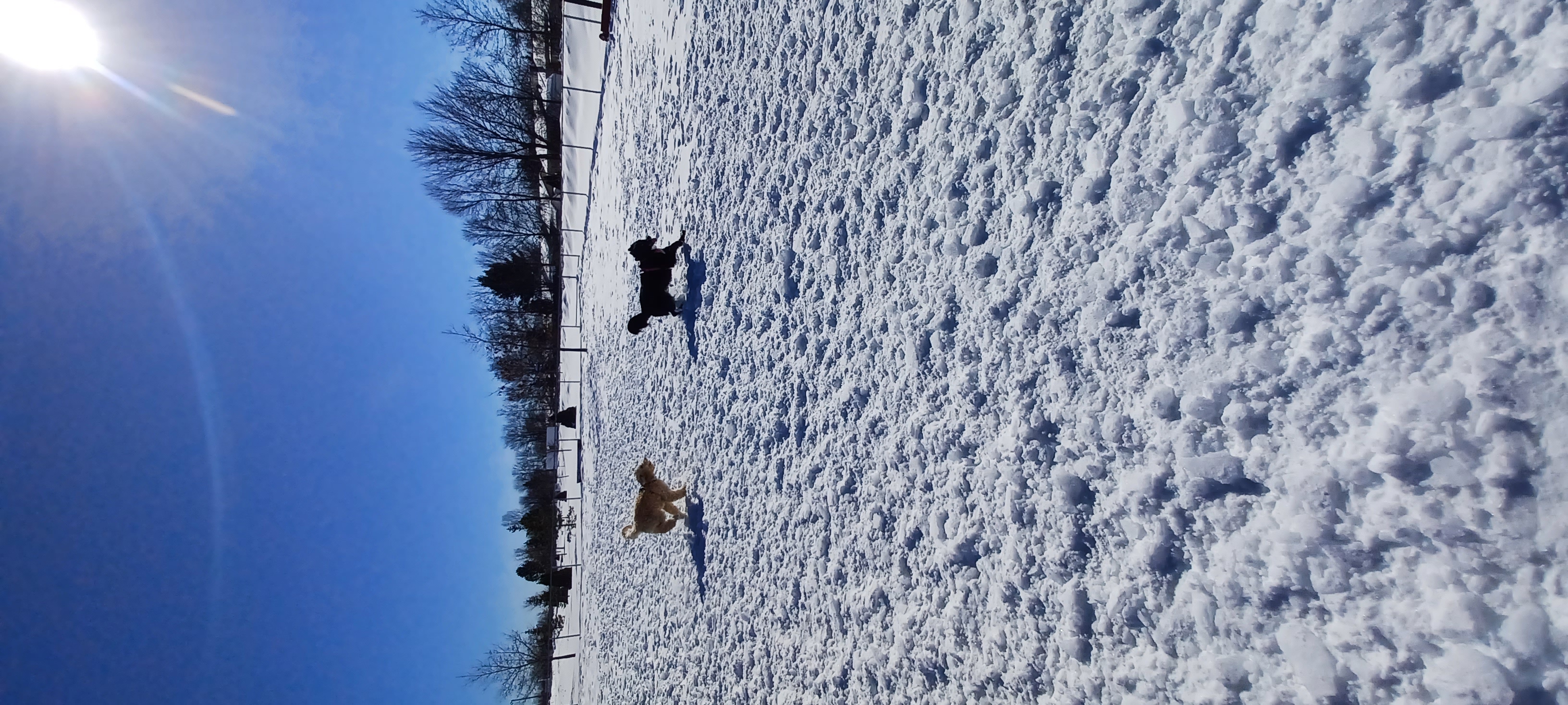 Parc canin de Shawi-Sud