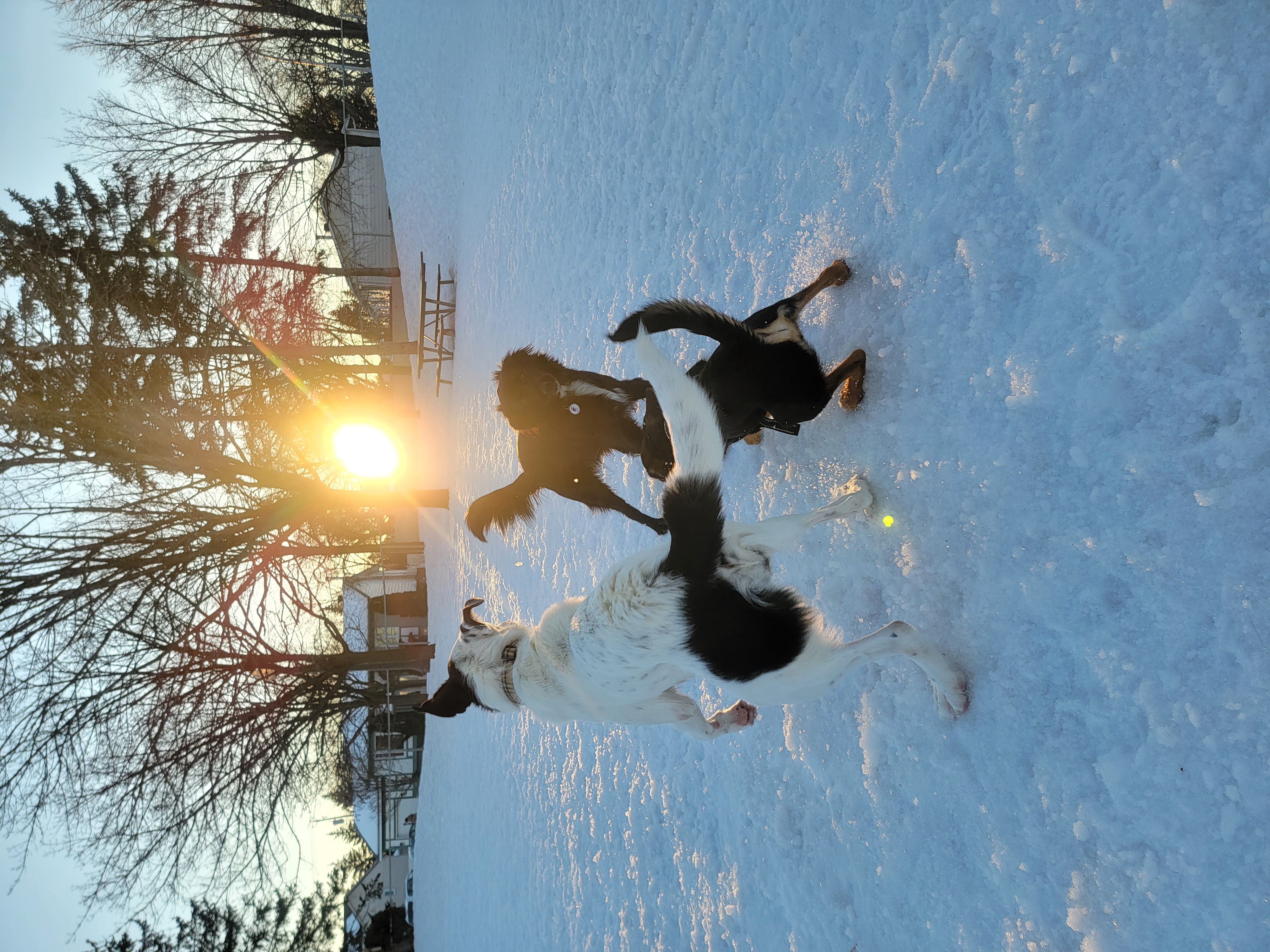 Parc canin Alfred-Dorais