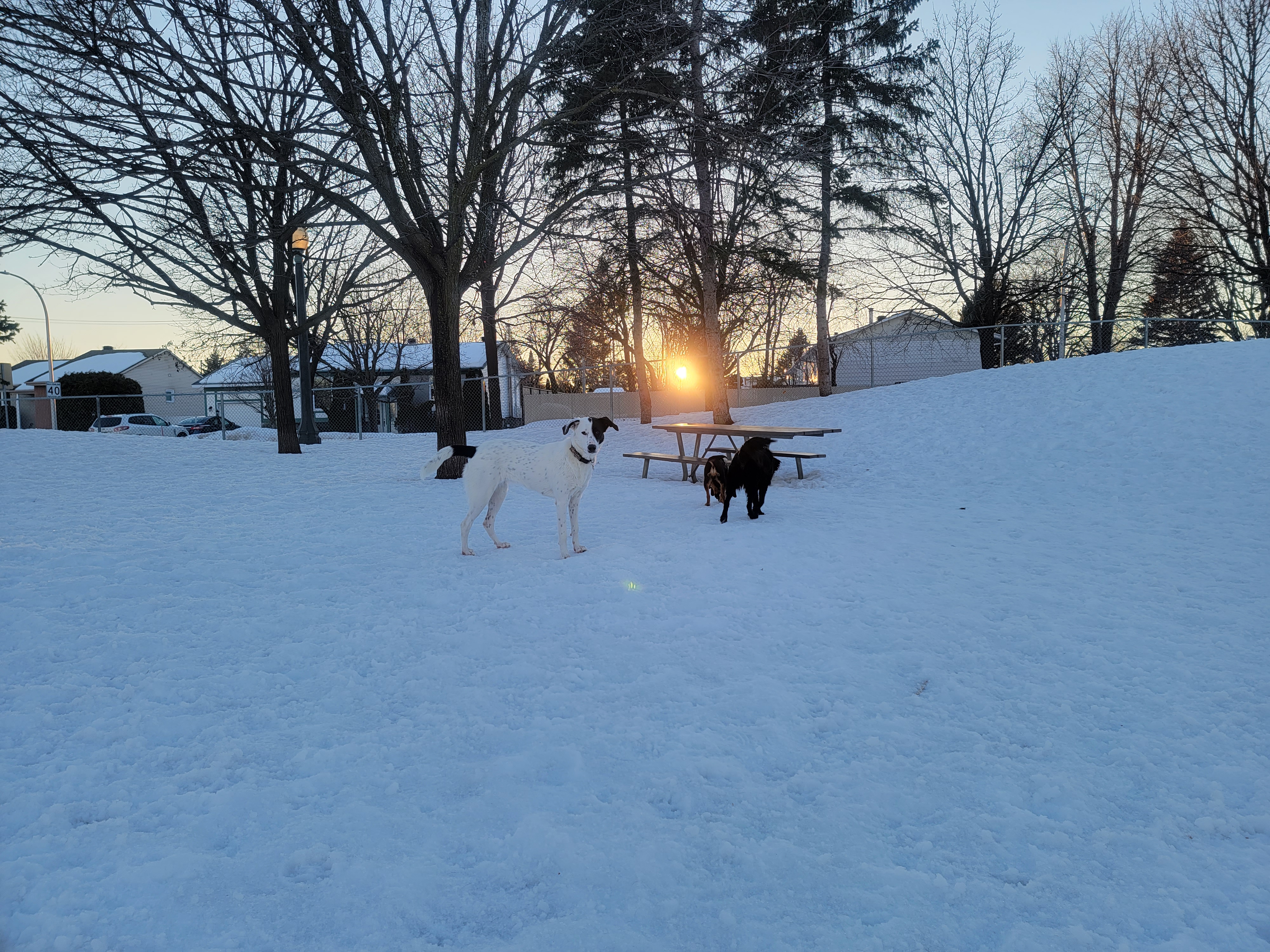 Parc canin Alfred-Dorais