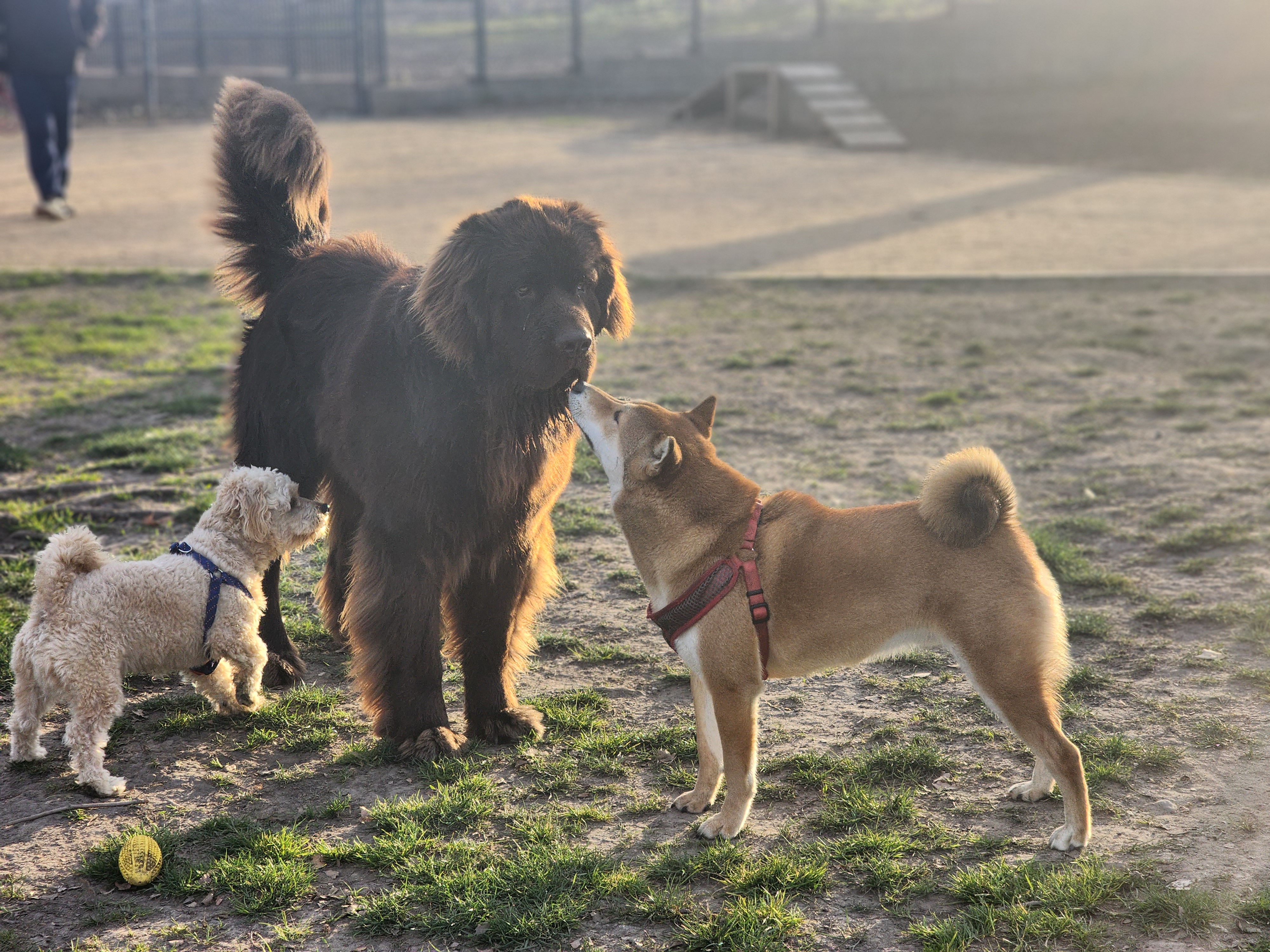 Lathrop Dog Park