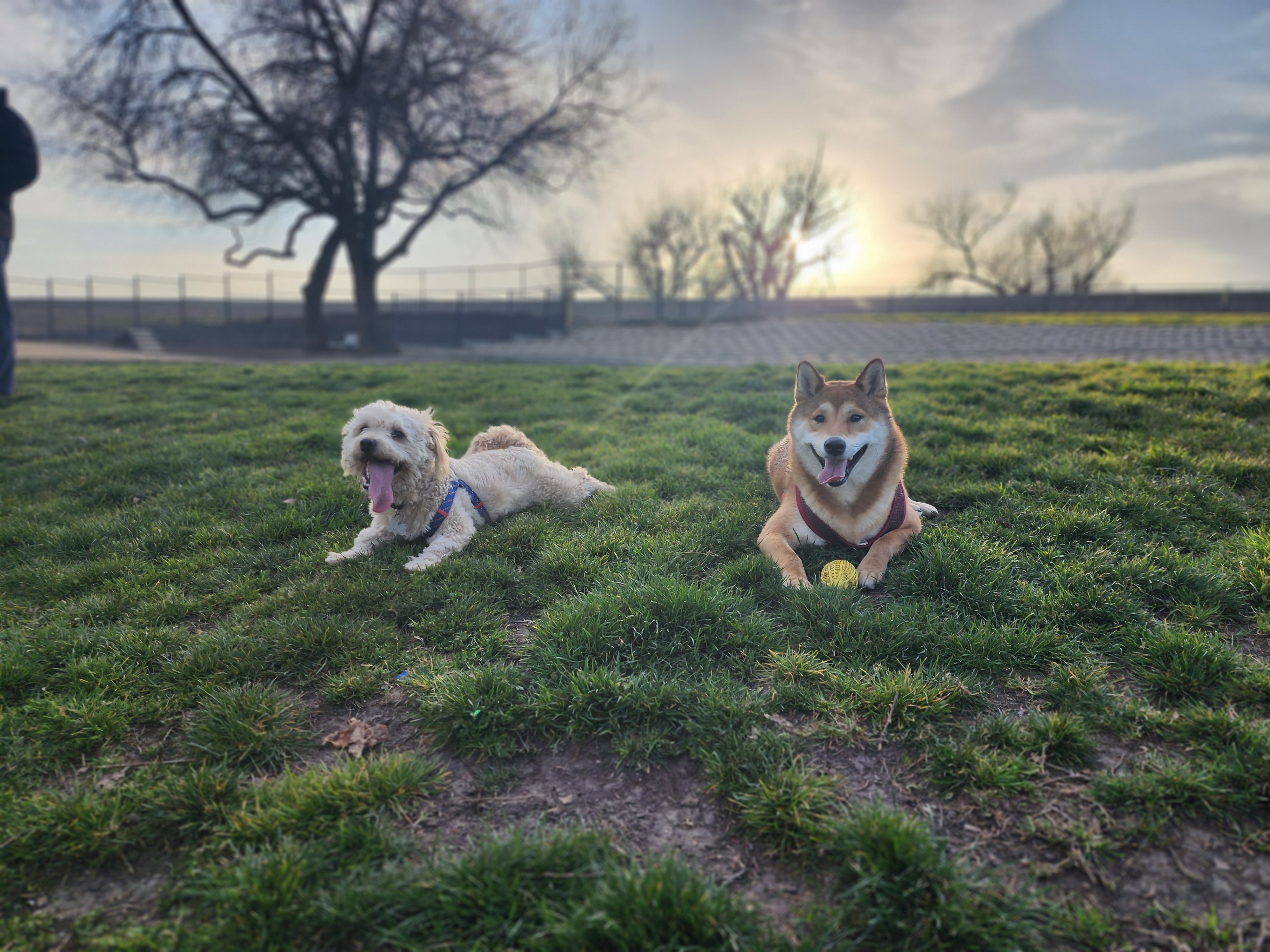 Lathrop Dog Park