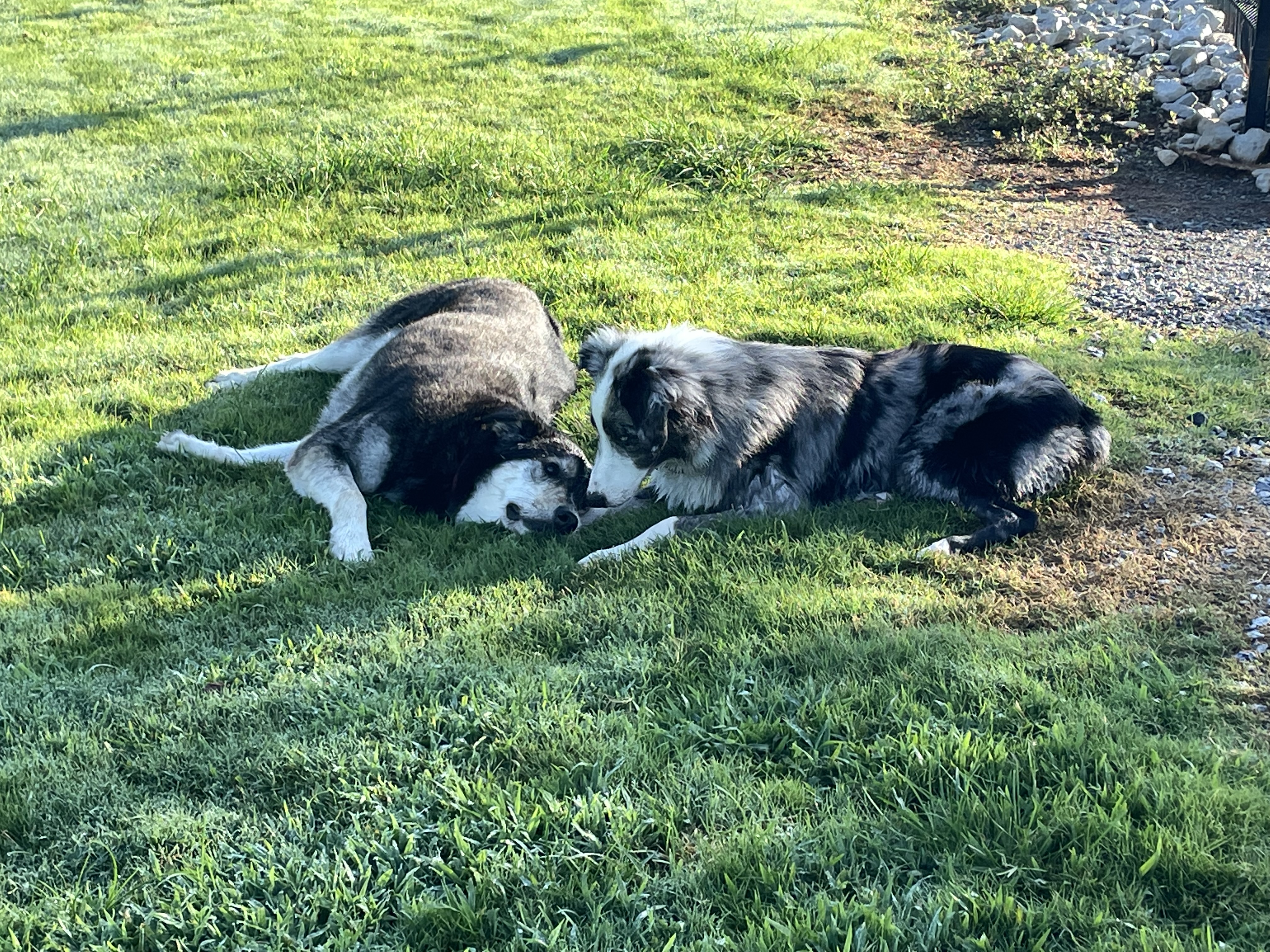 Hannah Daye Ridling Bark Park