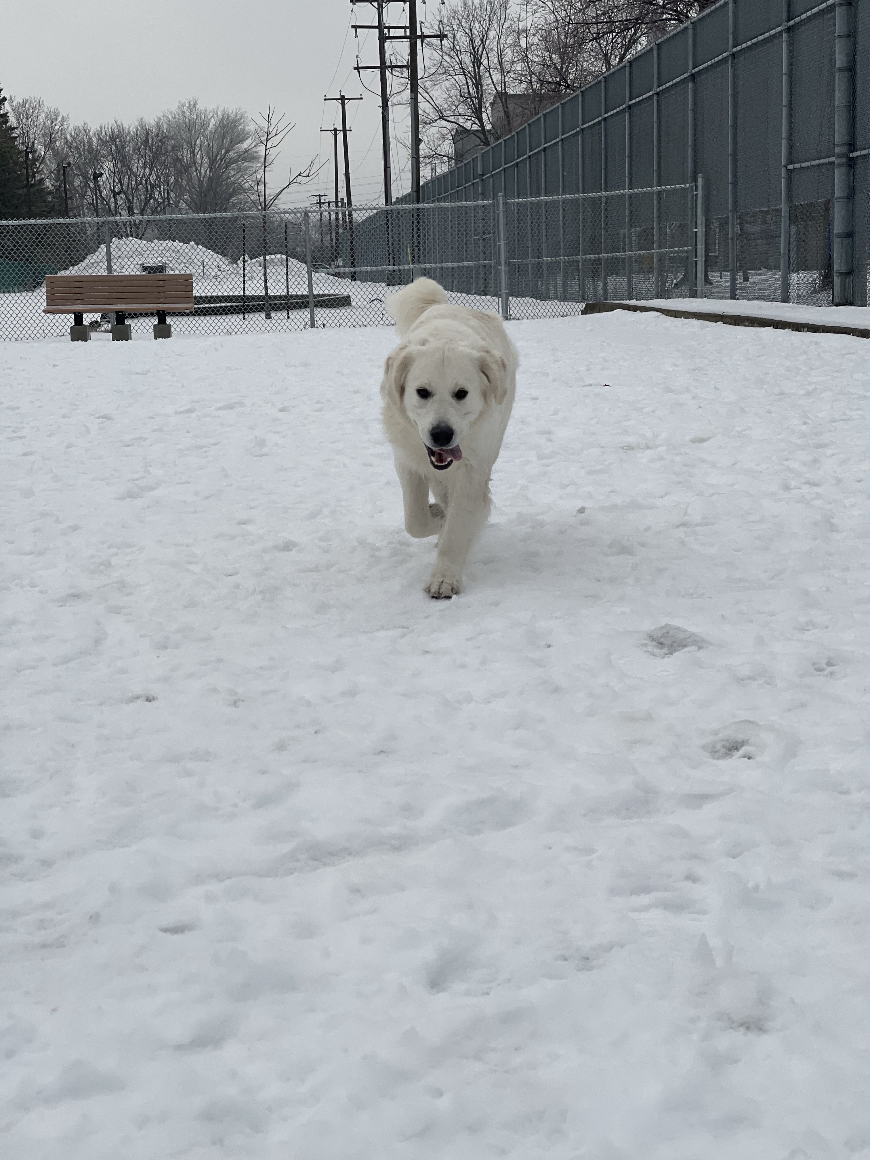 Bernard-Landry Dog Park