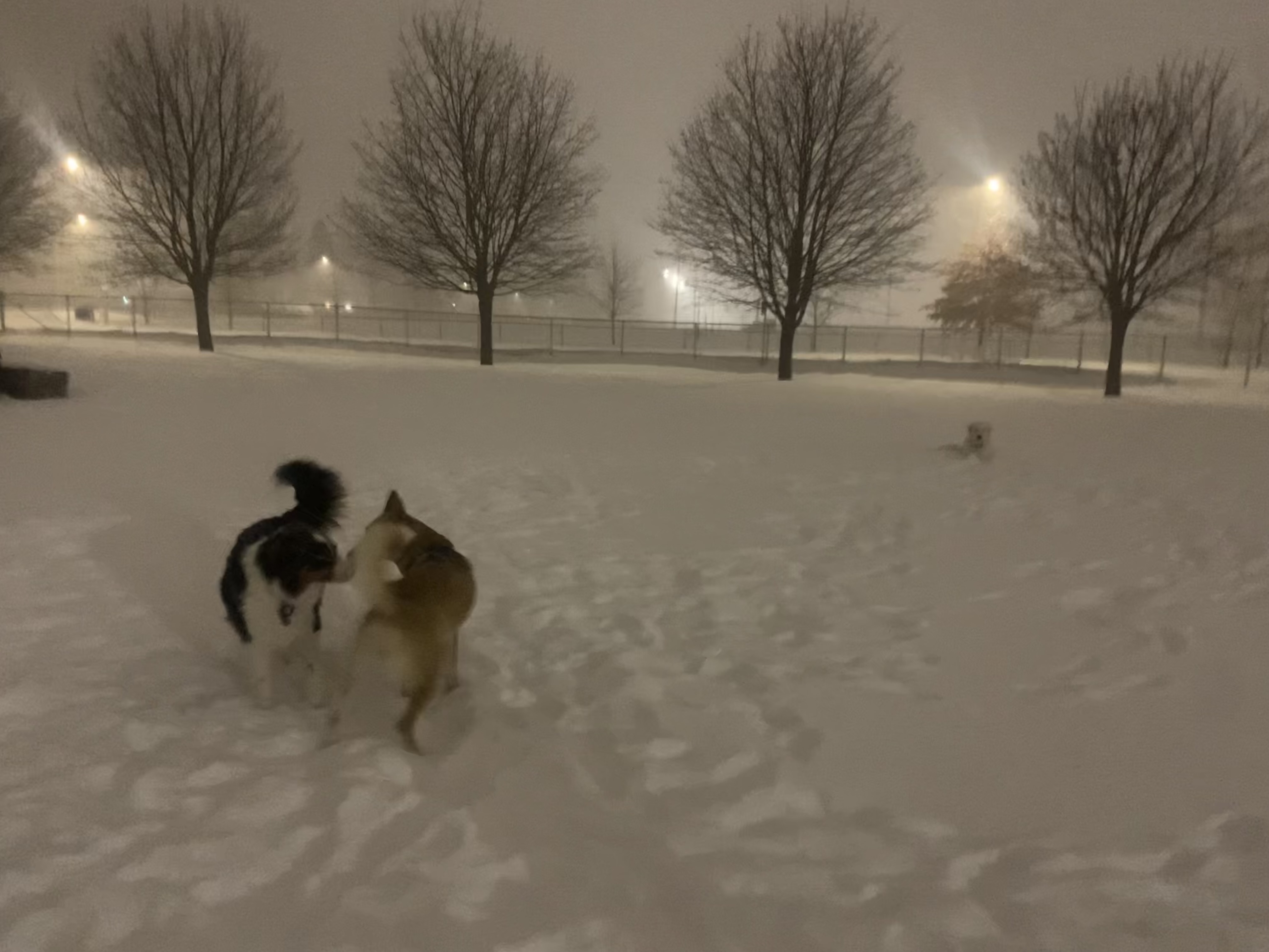 Parc Canin de Beloeil