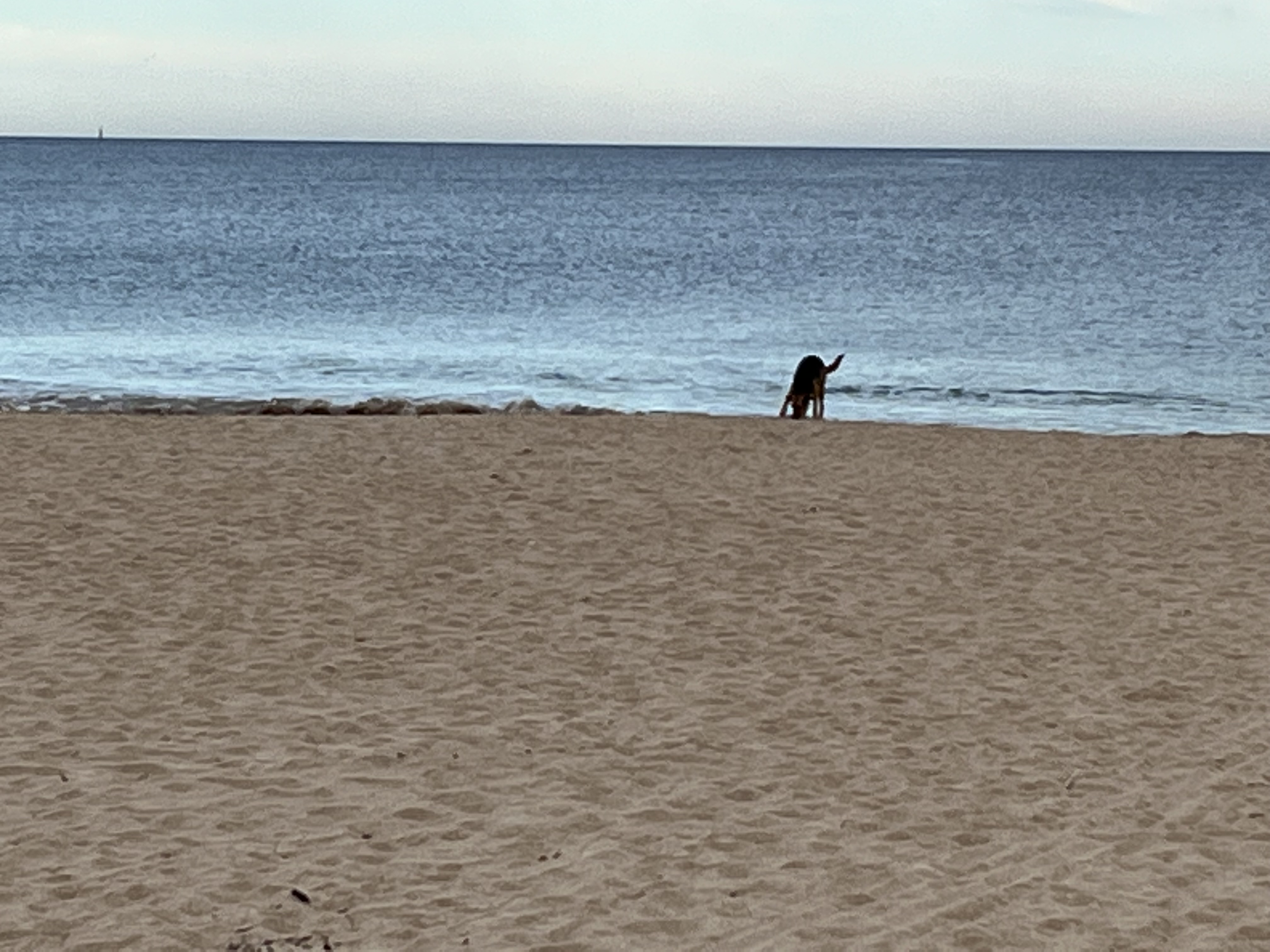 Silver Sands Dog Beach