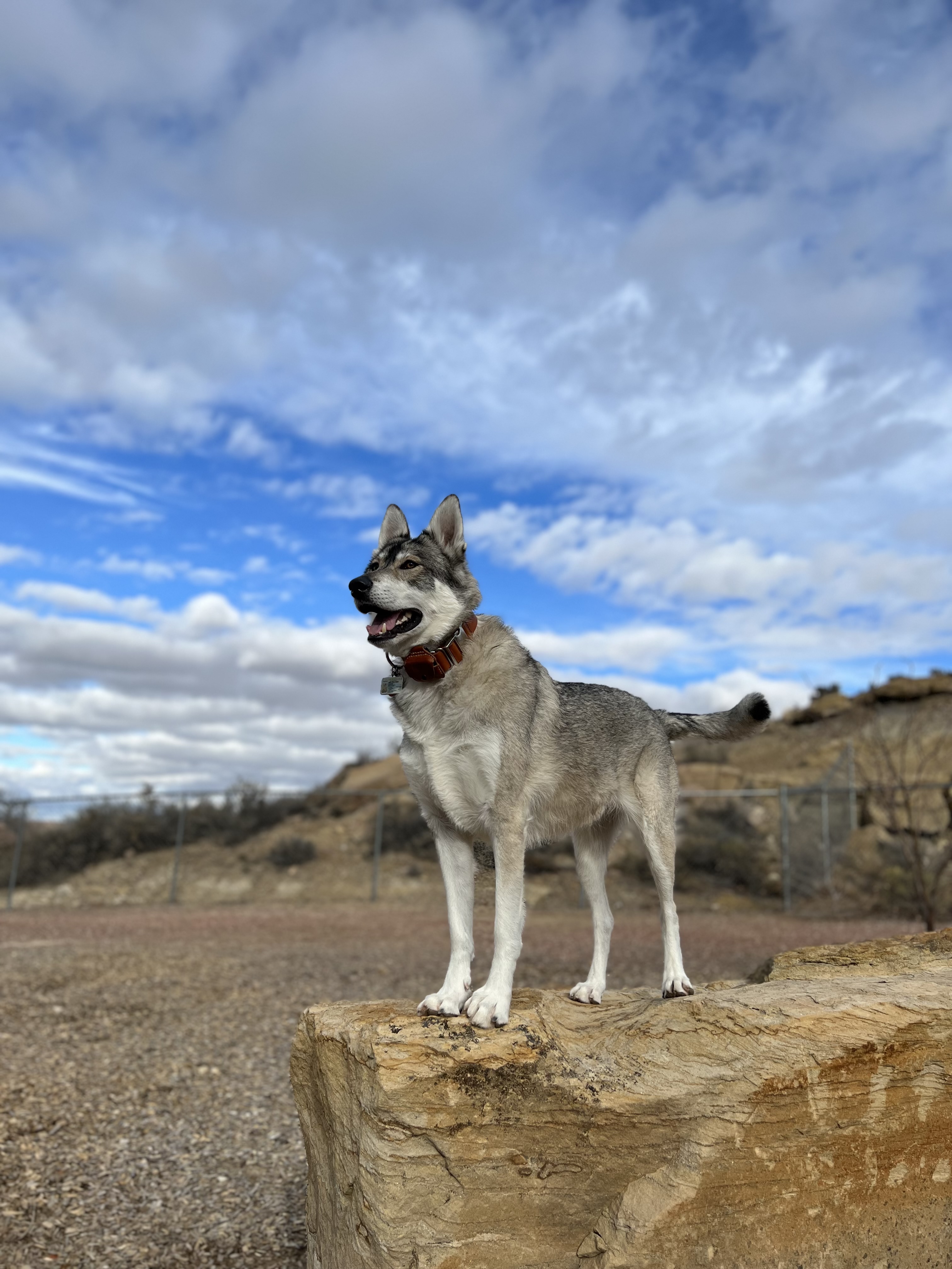 City of Gallup Dog Park