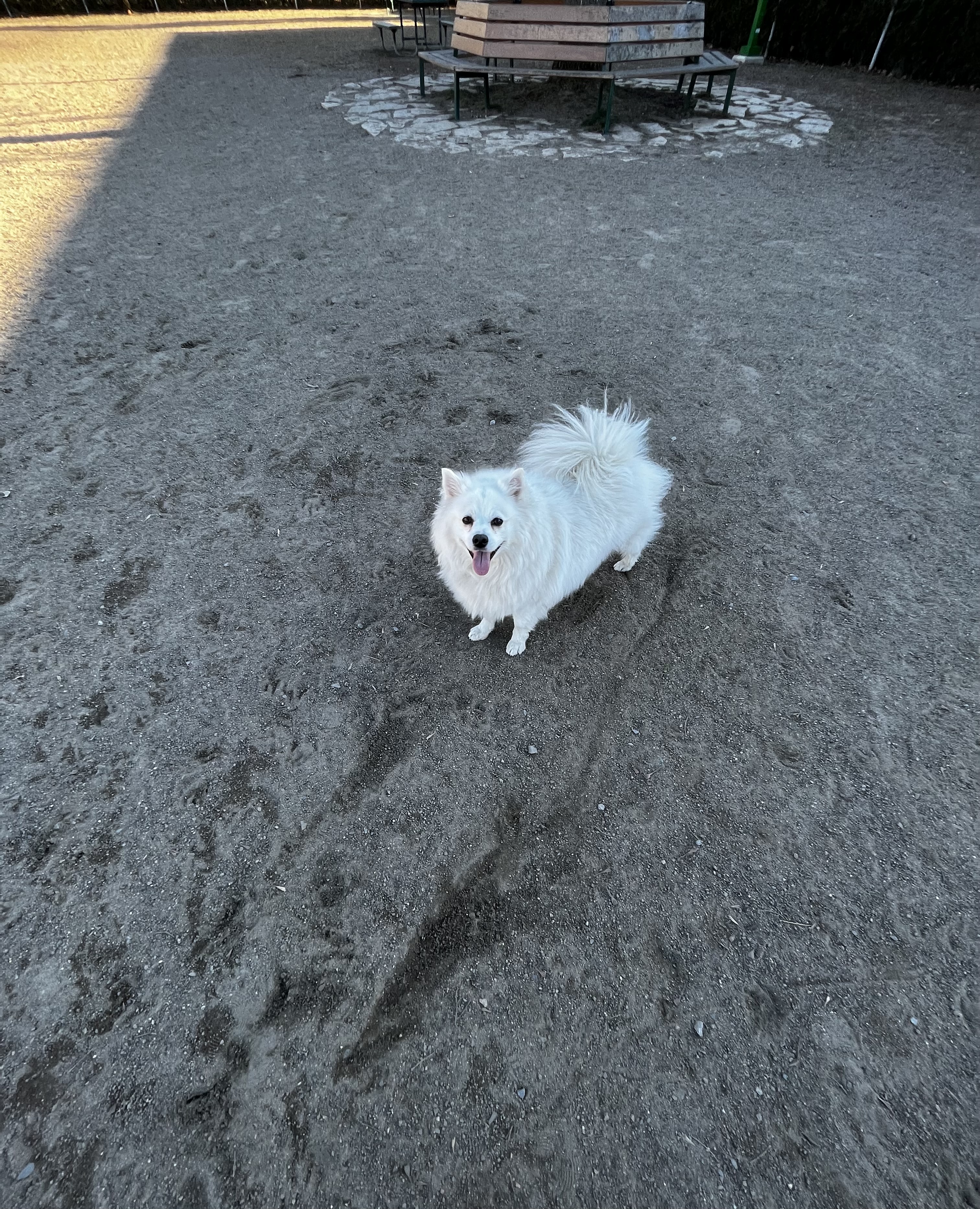 Parc Canin Montgomery