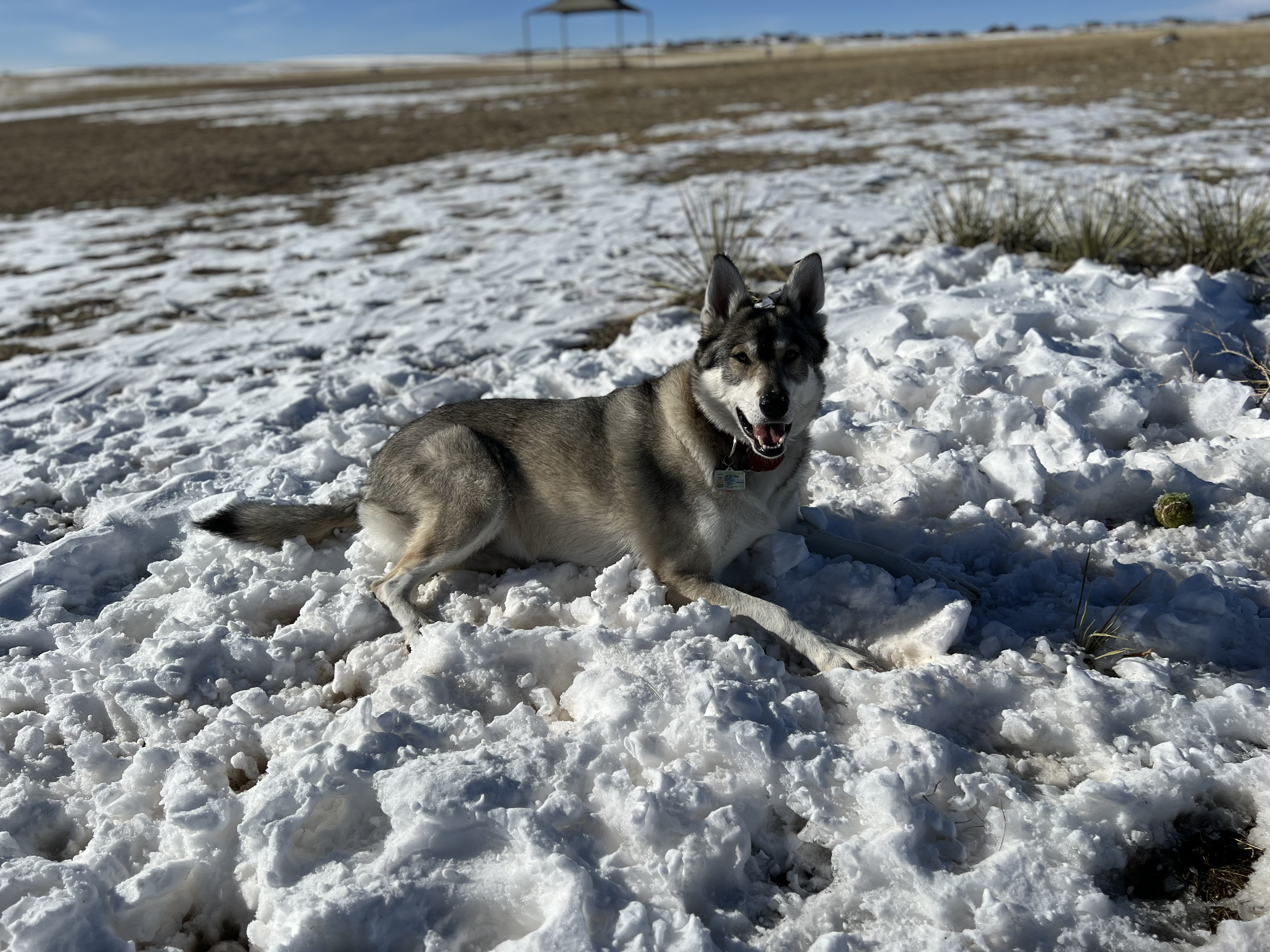 Falcon Regional Dog Park