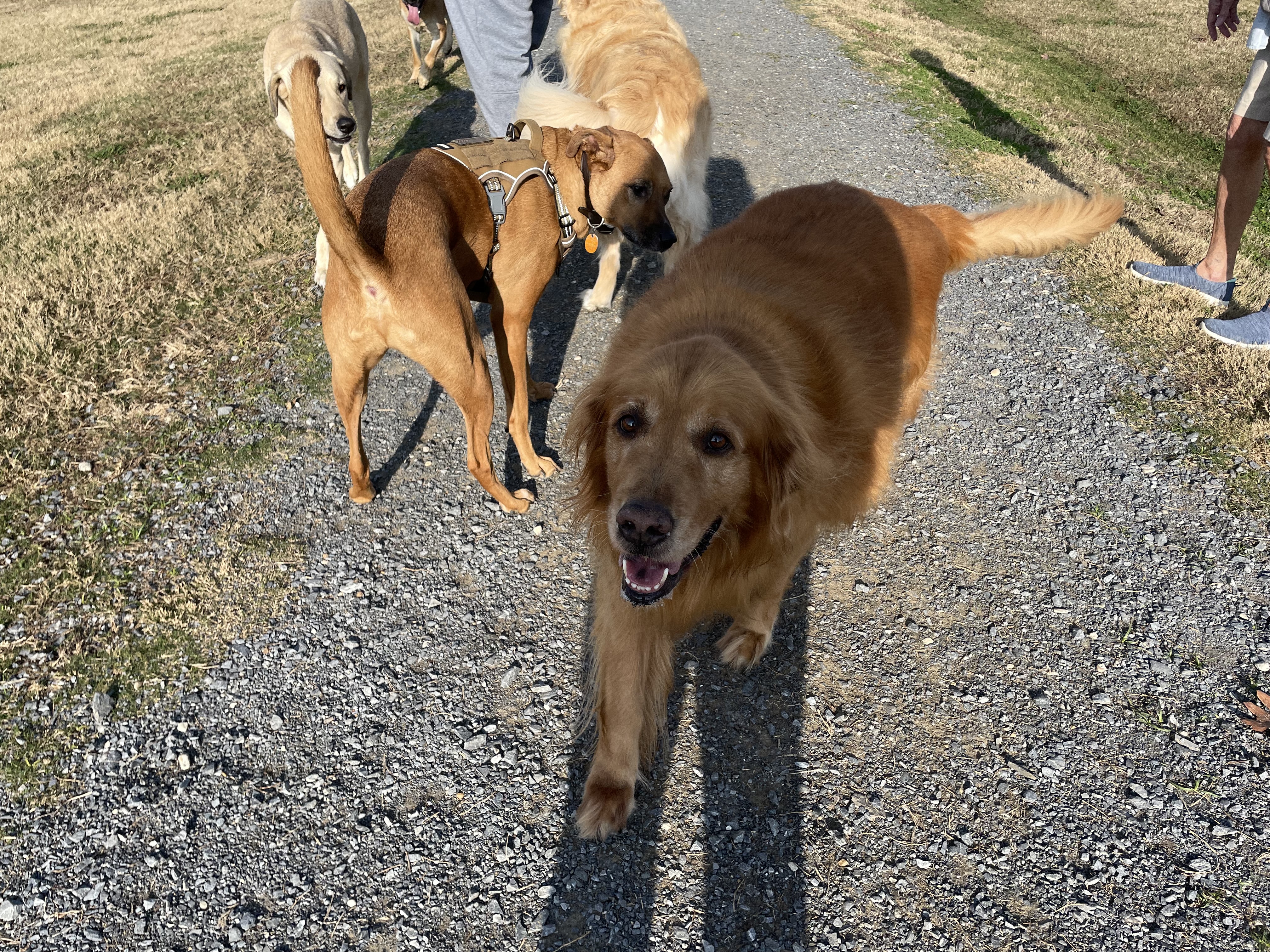 Hannah Daye Ridling Bark Park