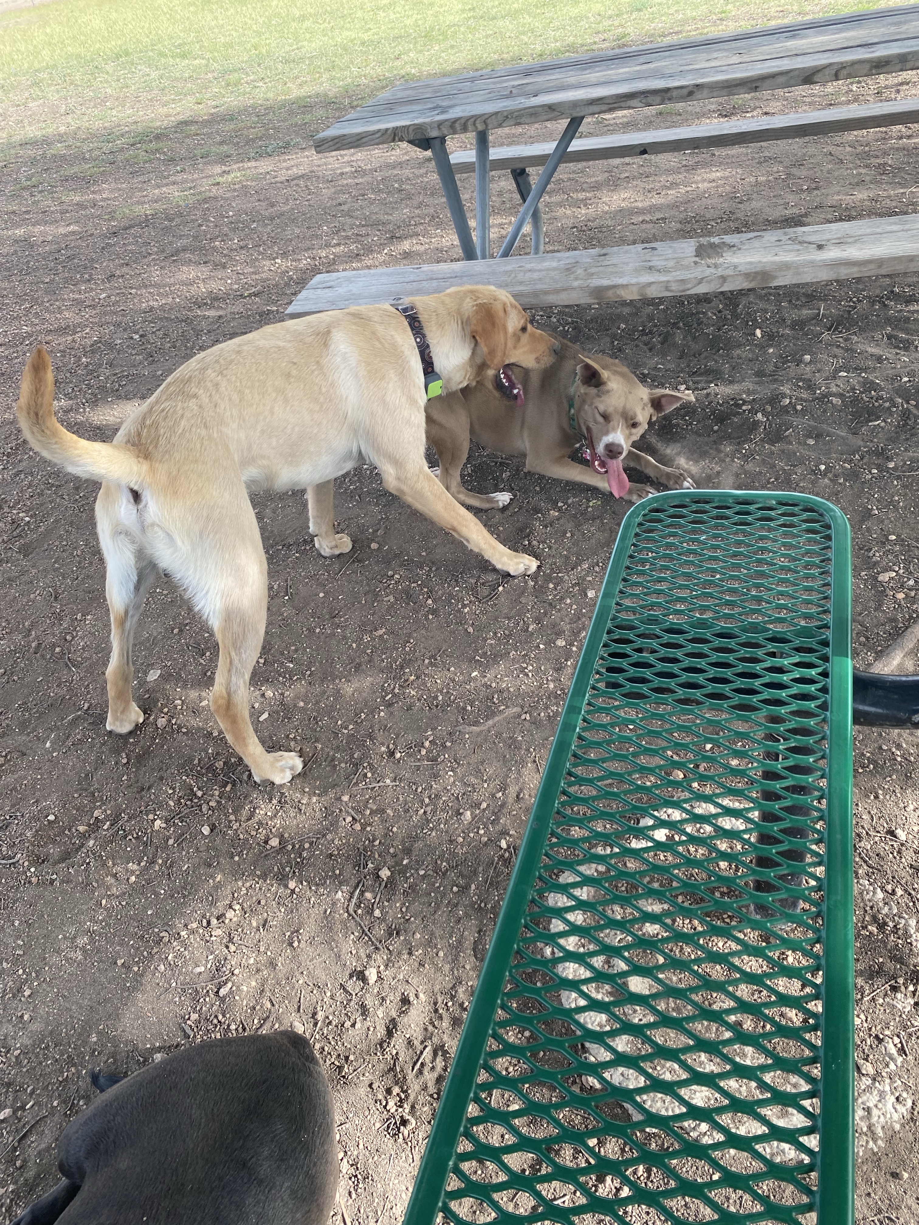 Lehmann Monroe Dog Park