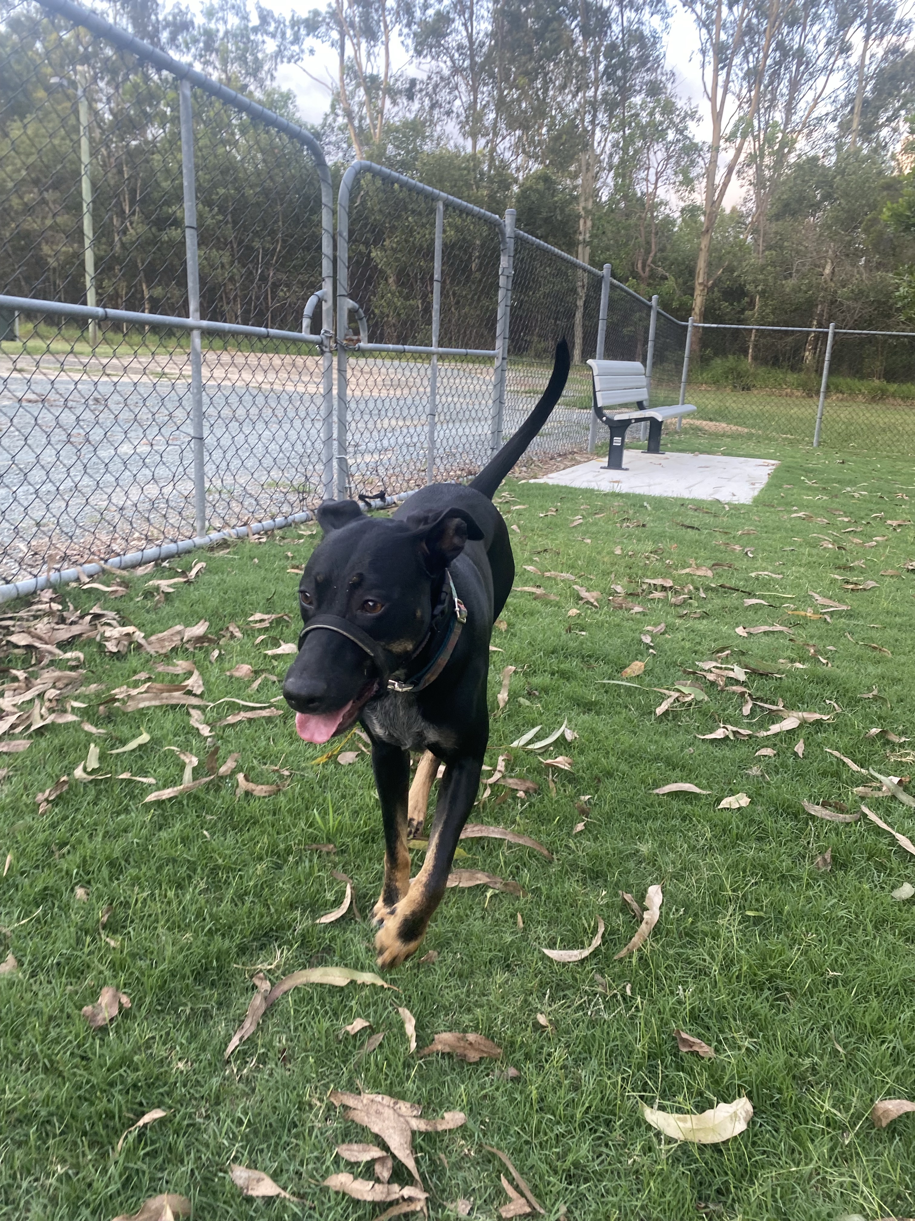 Burpengary Dog Park