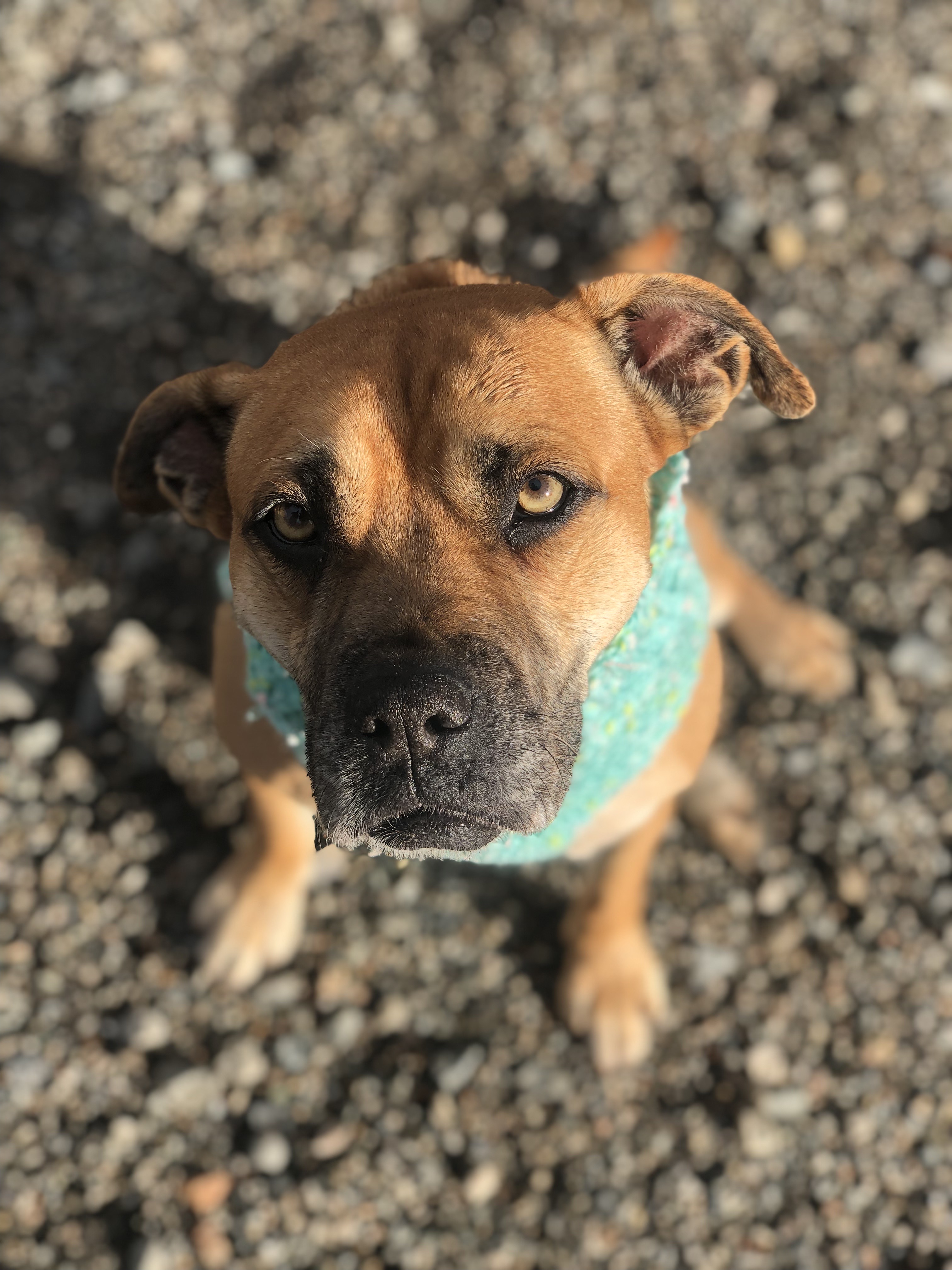 Olympic Village Off Leash Dog Park