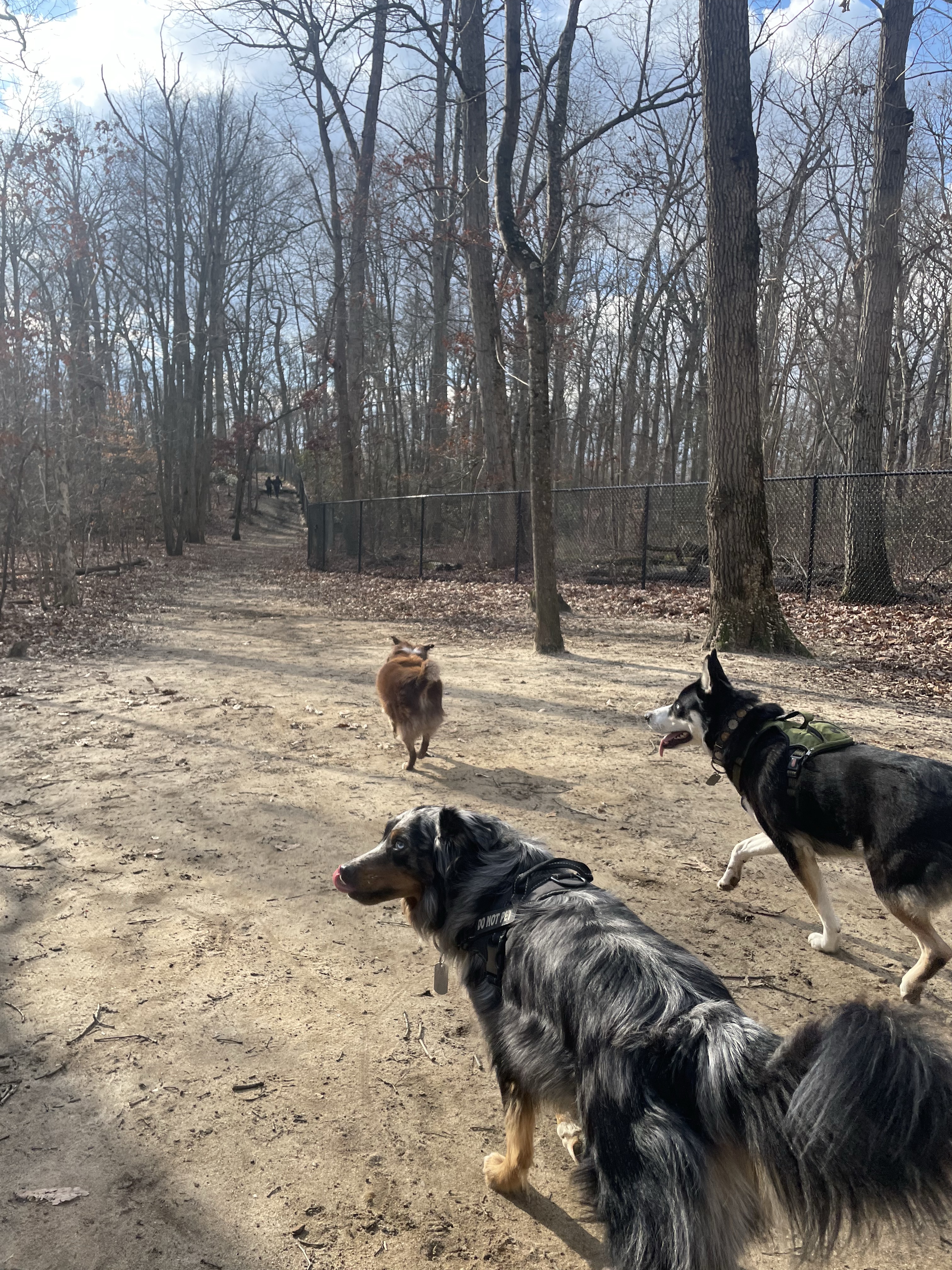 Timber Creek Dog Park