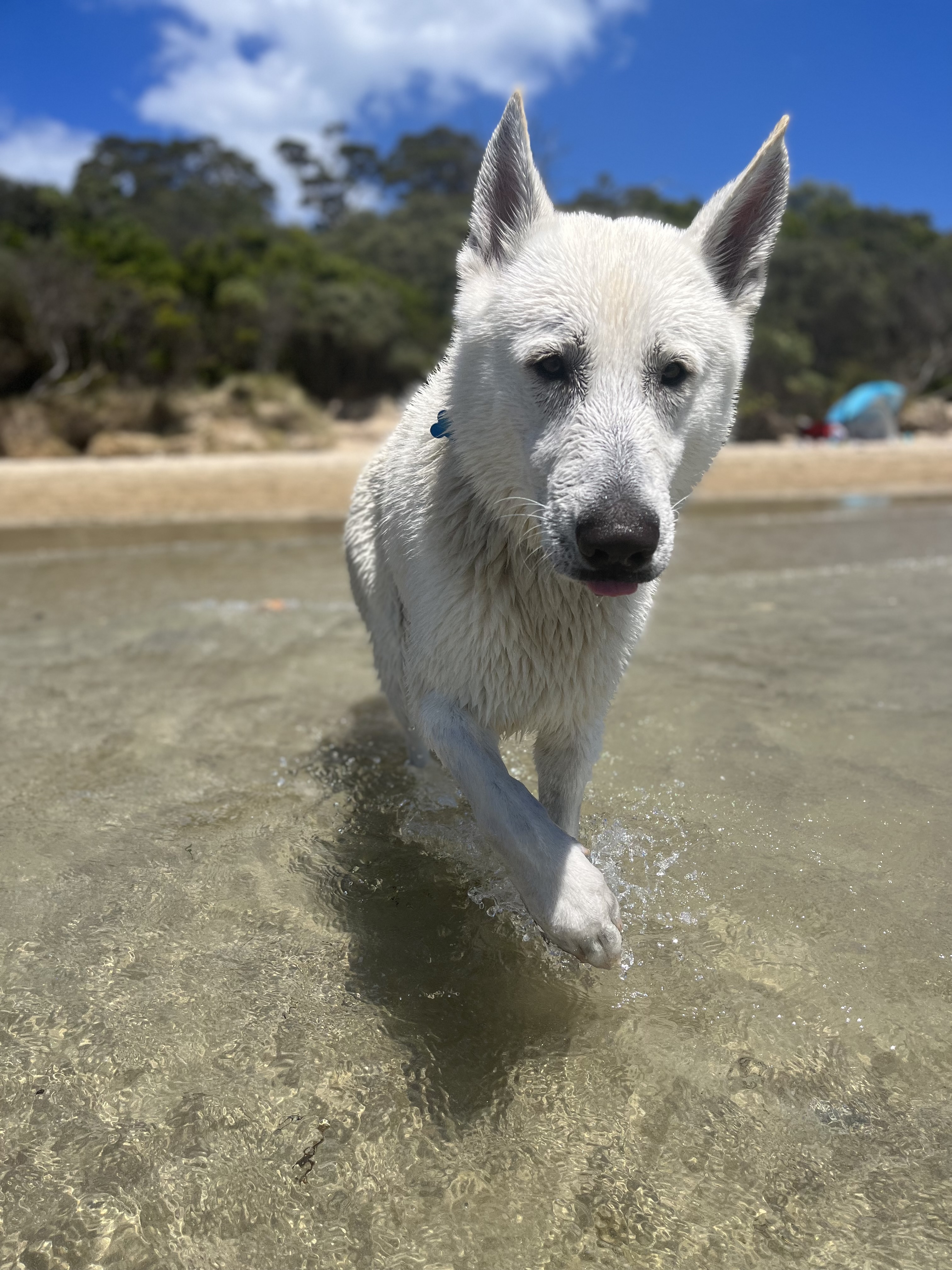 Camerons Bight Dog Off Leash Area