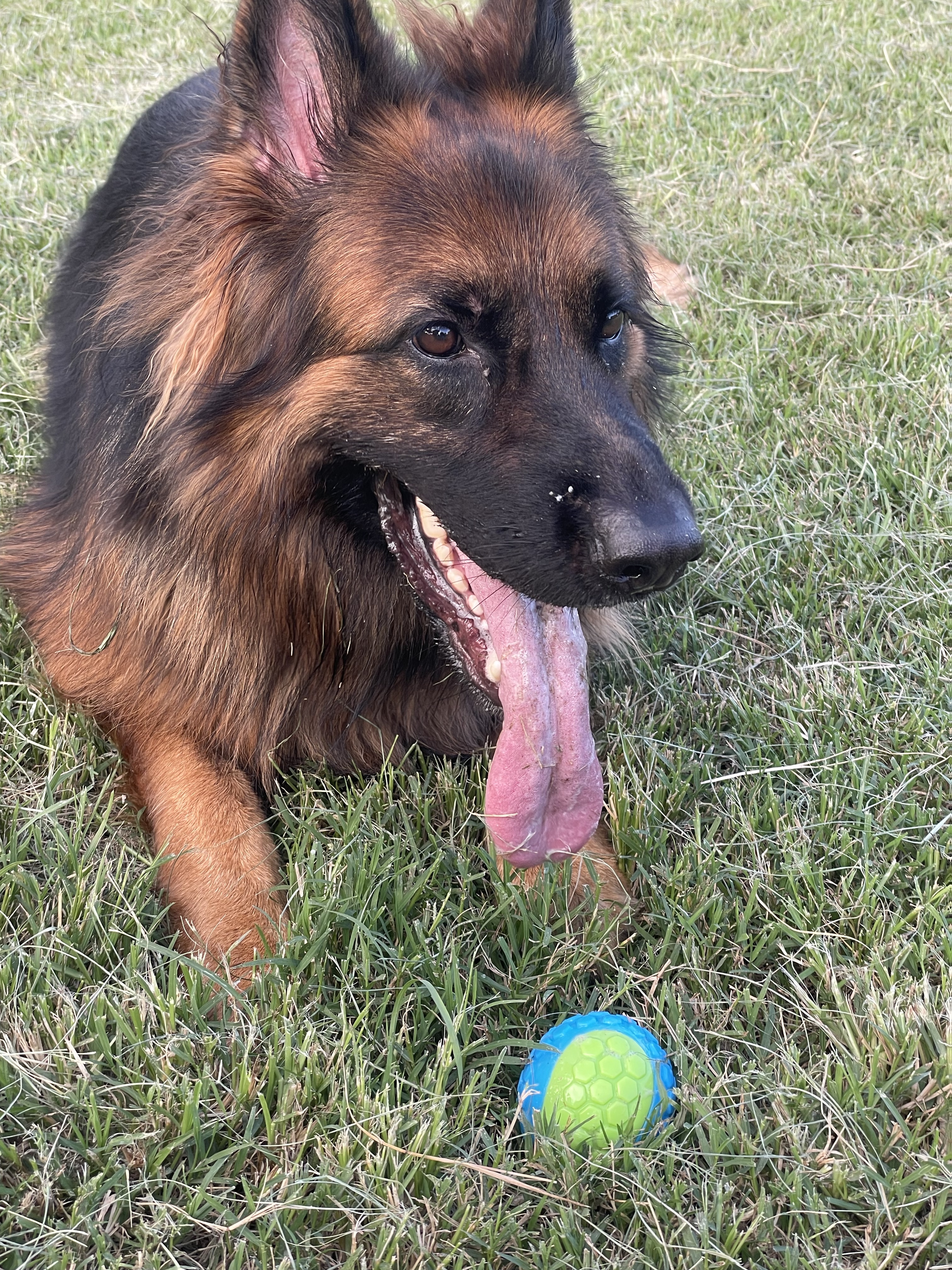 Bert Swift Off-Leash Dog Park