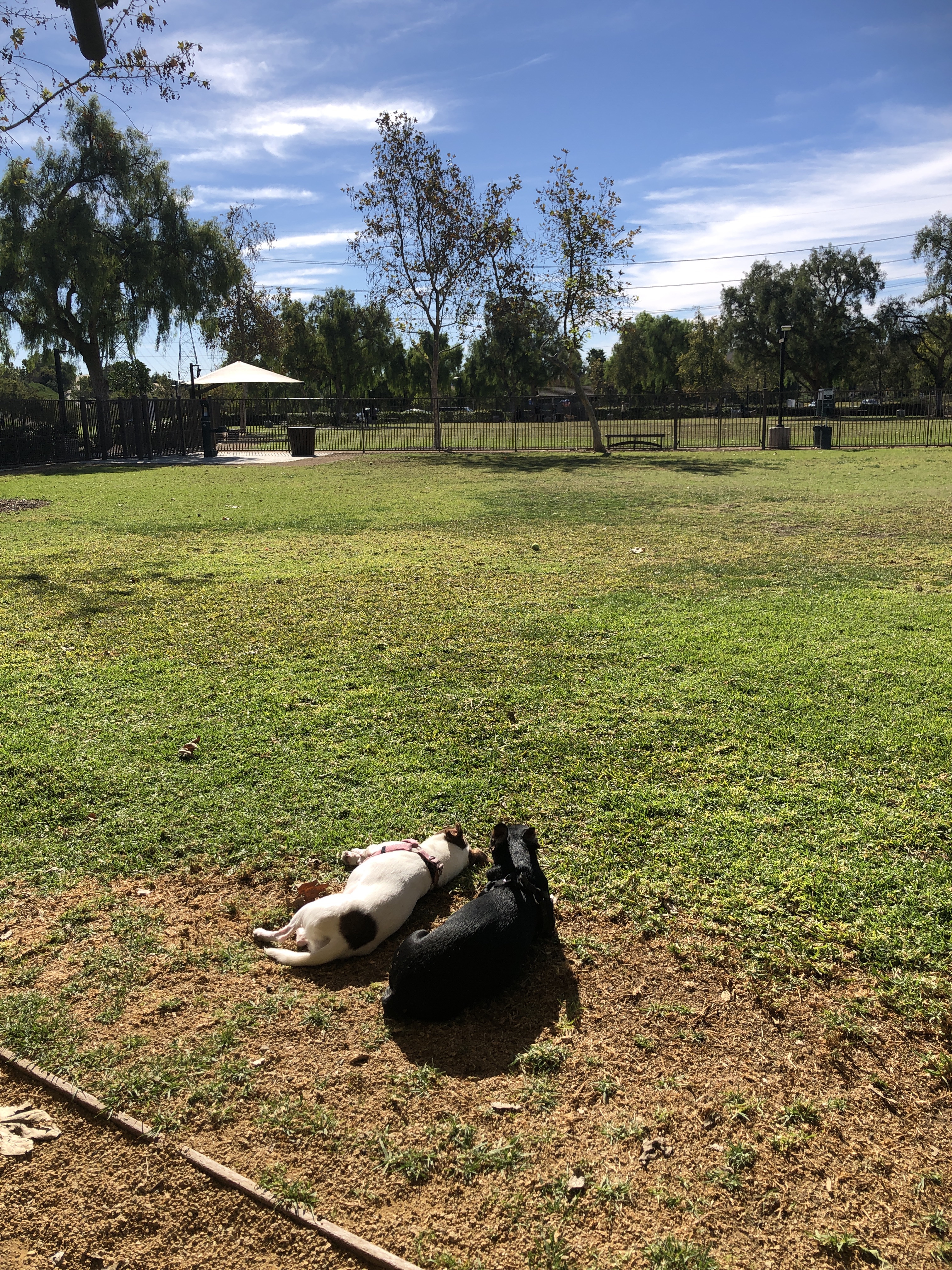 Wagsdale Dog Park (Private-access)