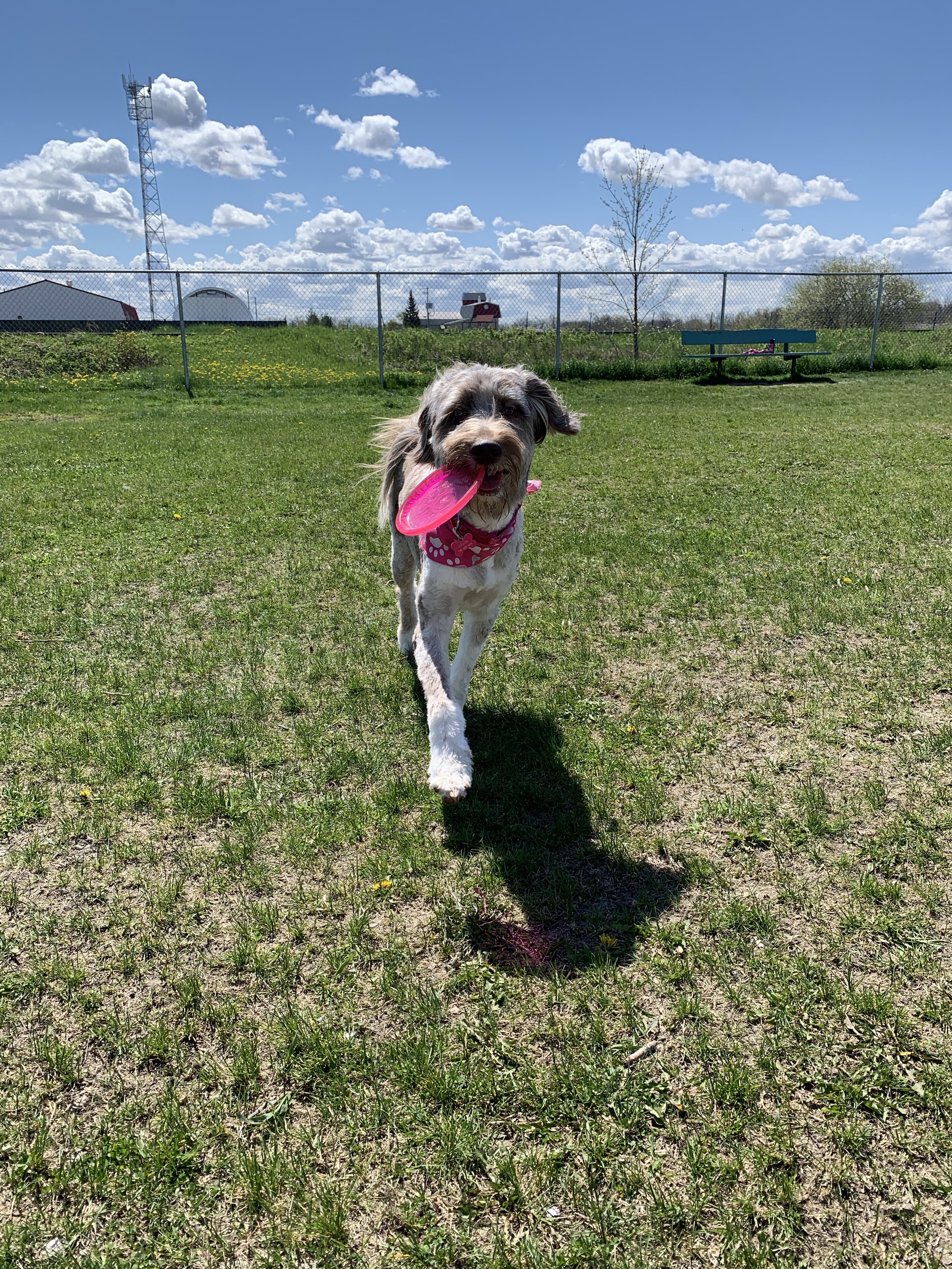Parc canin de Verchères