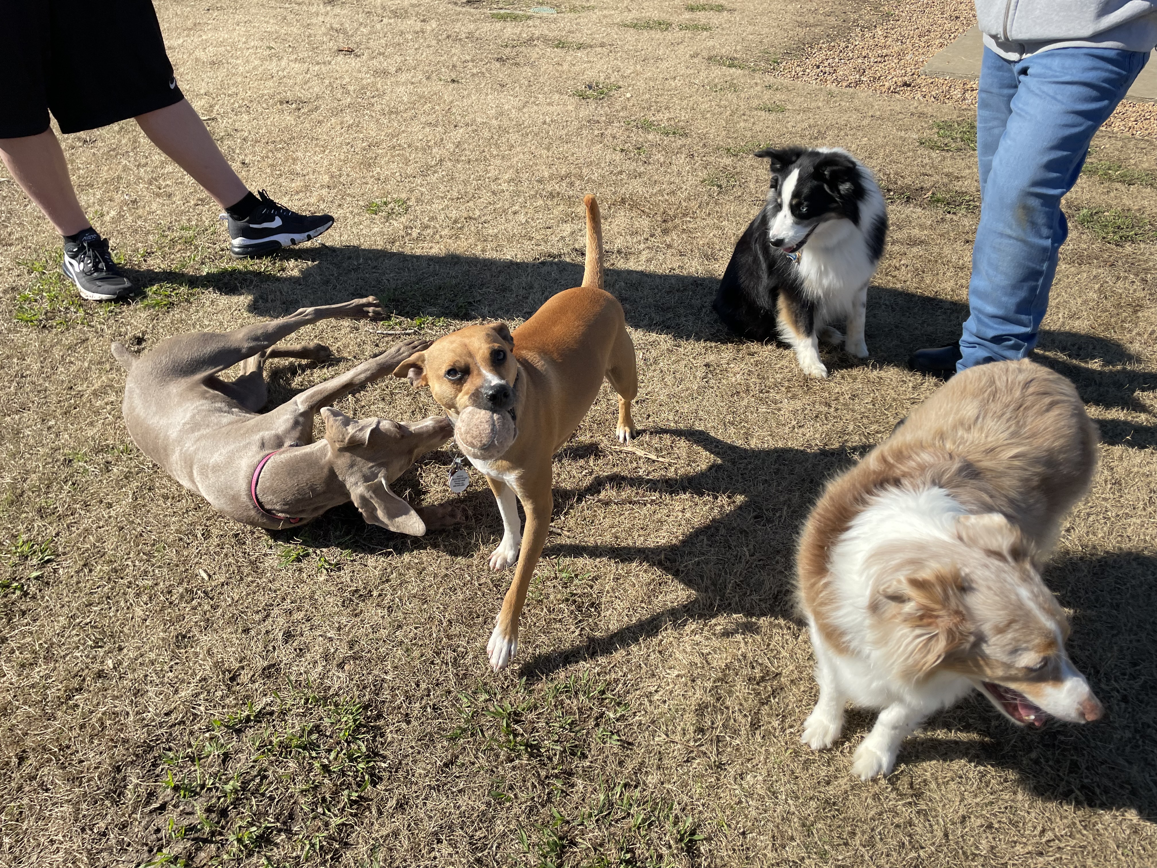 Hannah Daye Ridling Bark Park