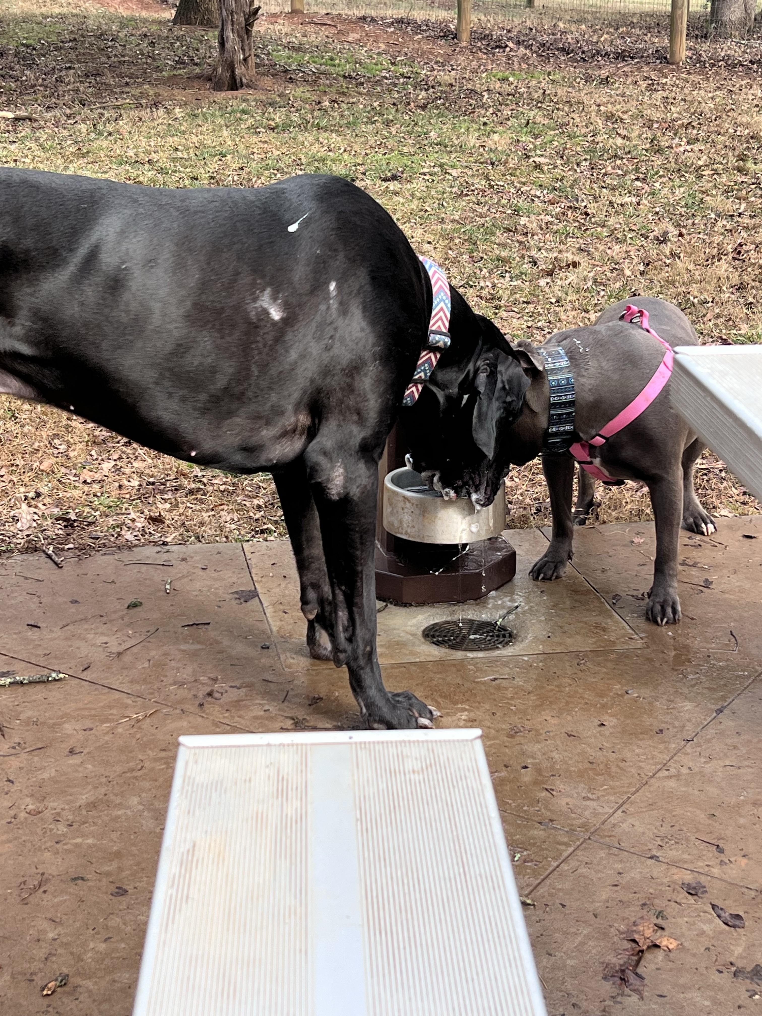 Sandy Creek Public Dog Park