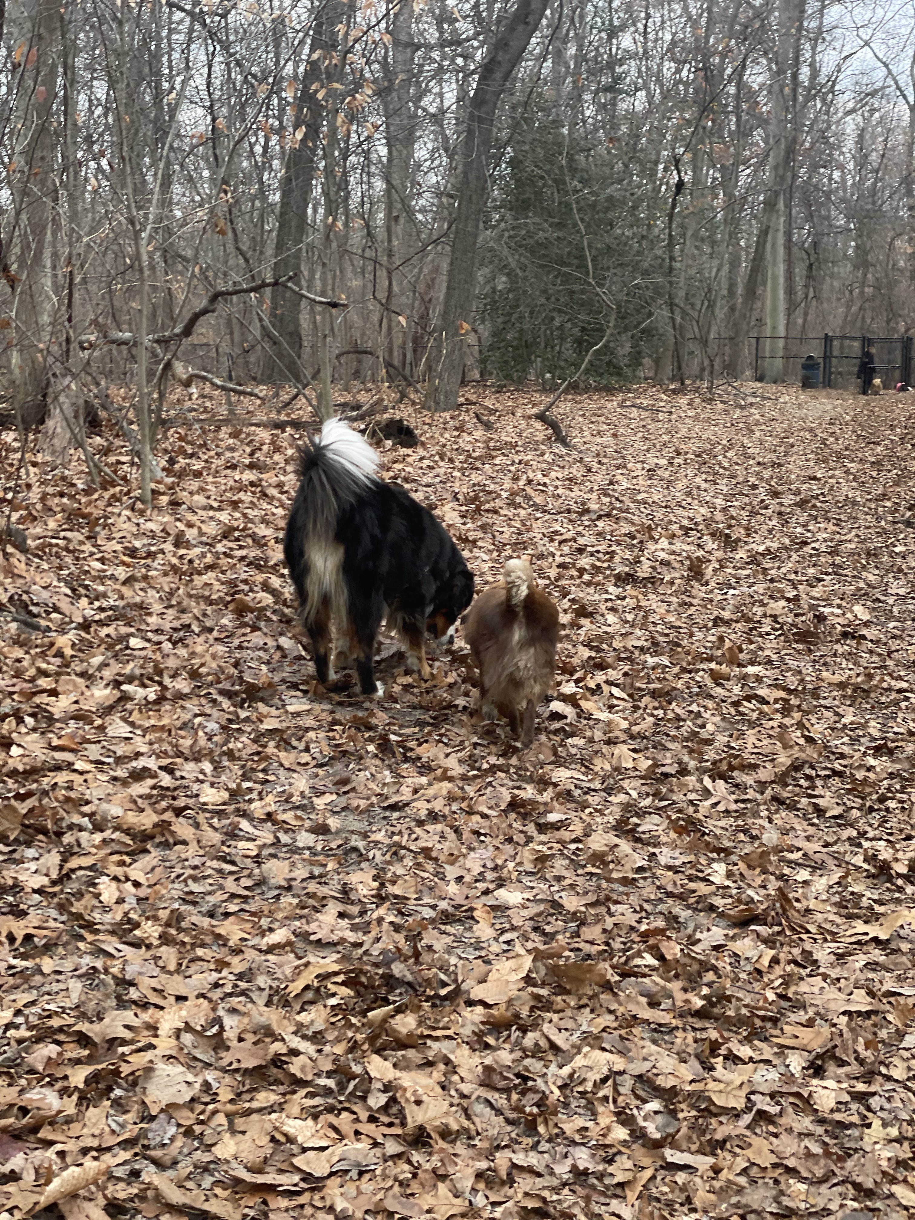 Timber Creek Dog Park