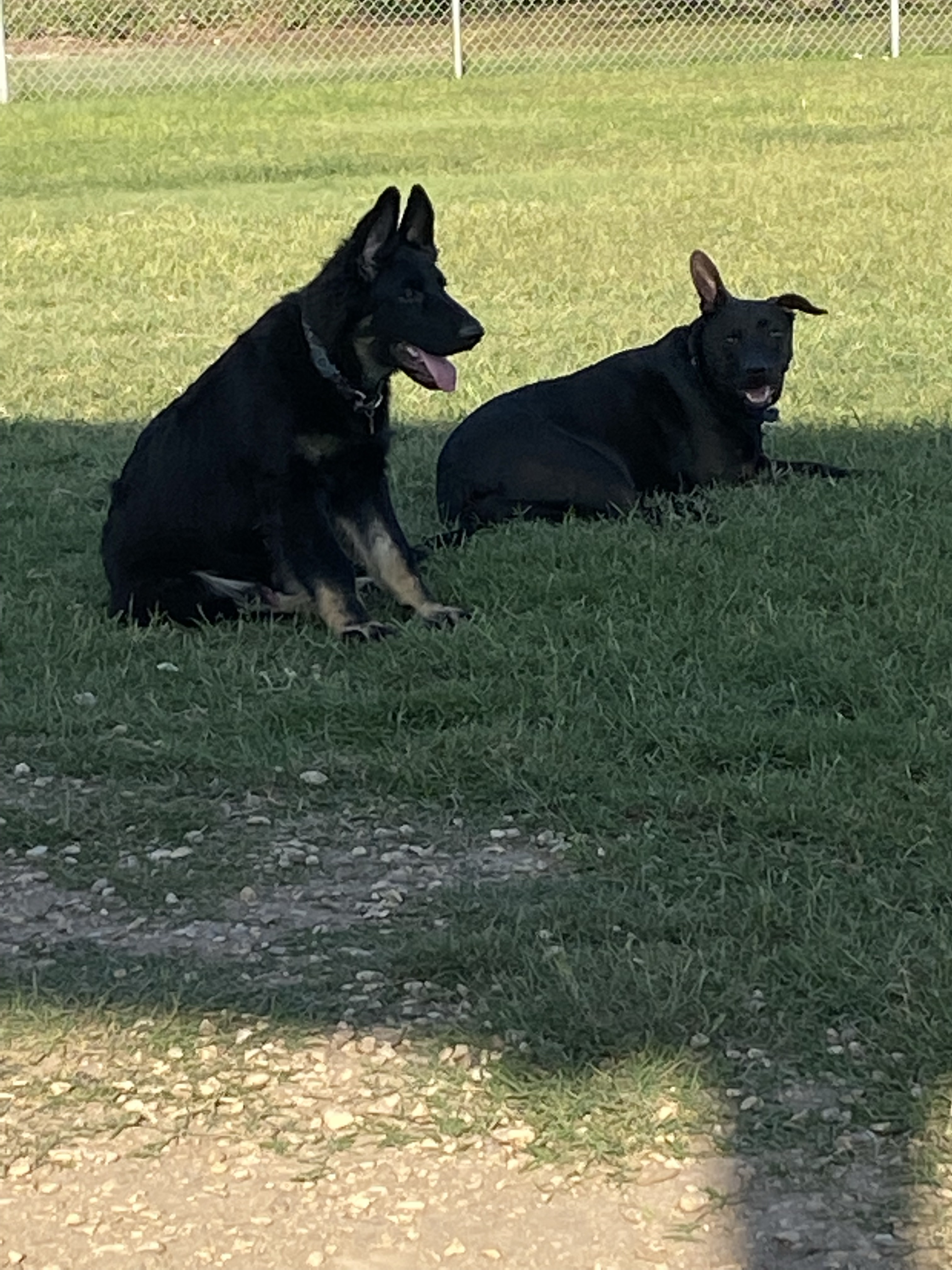 Lehmann Monroe Dog Park