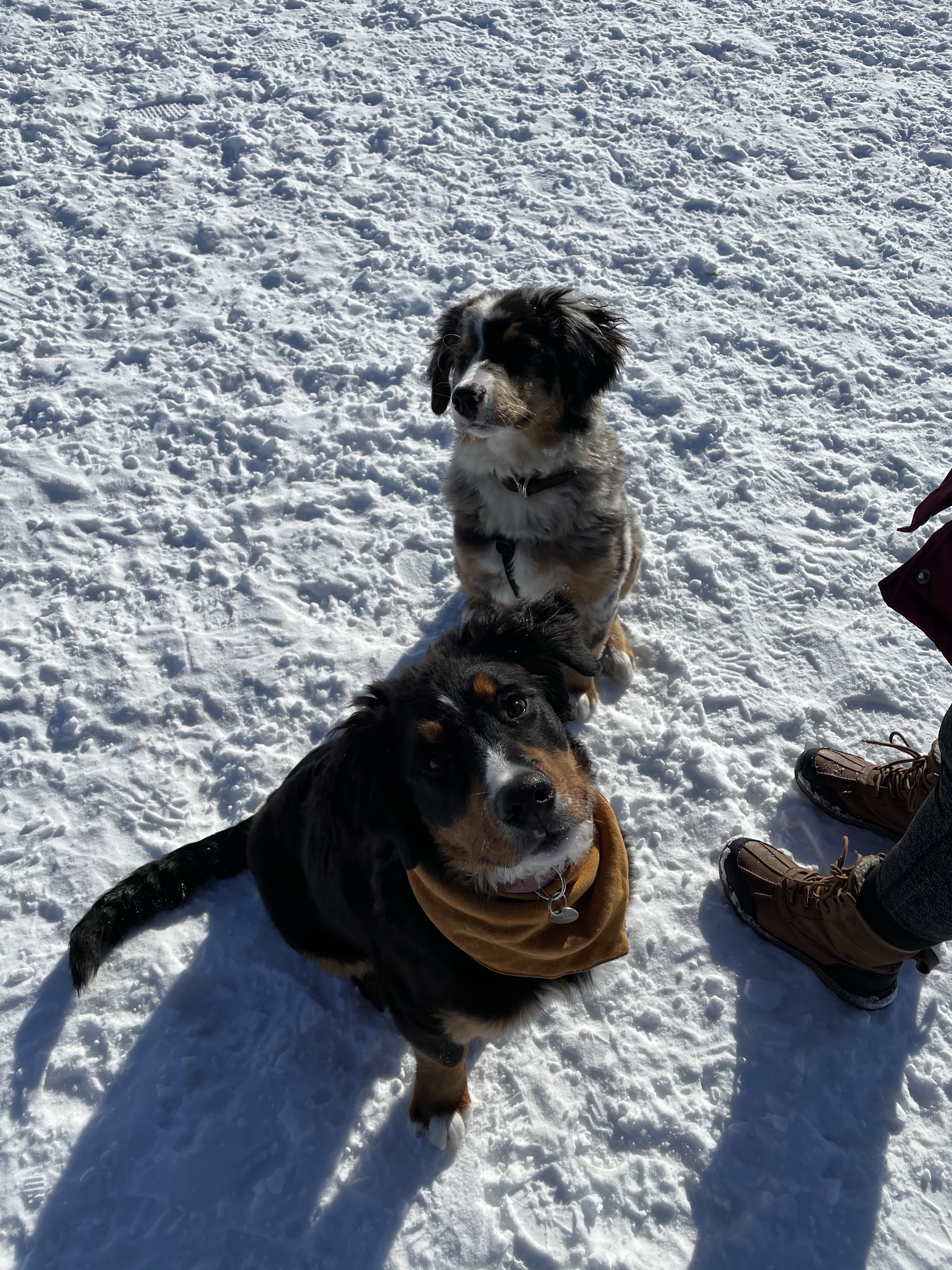 Hampton Park Dog Run