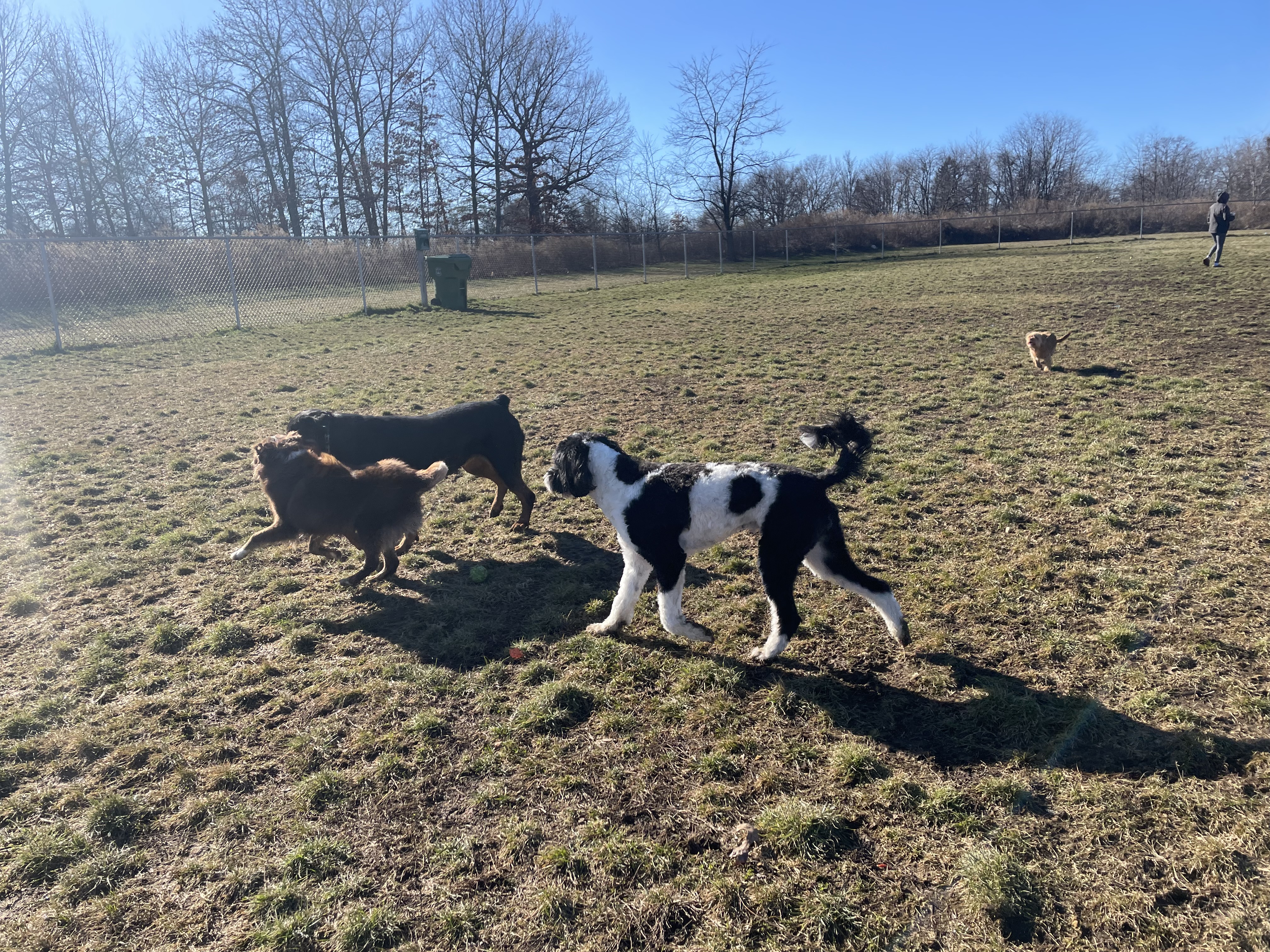 Edison-Metuchen Community Dog Park