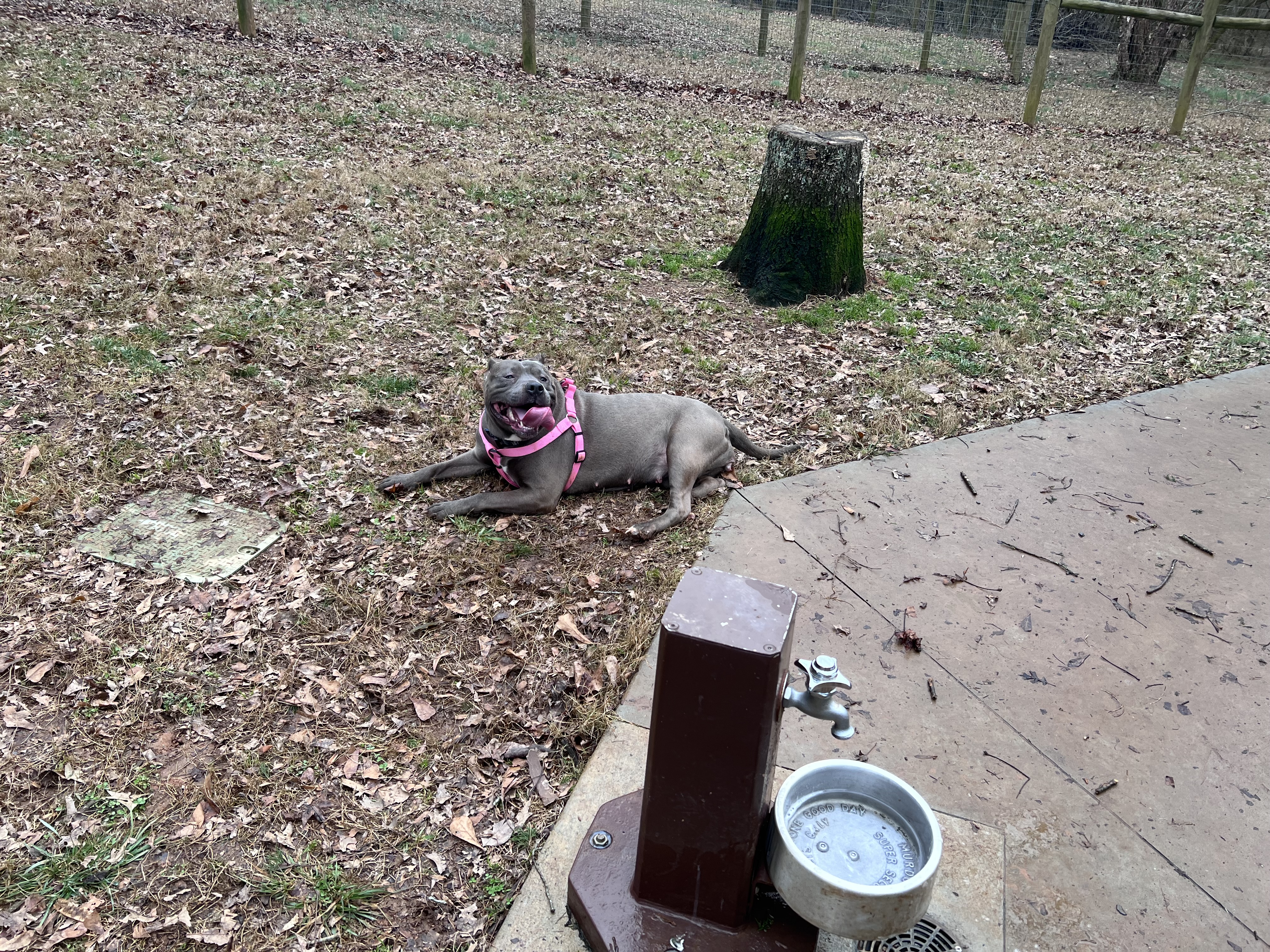 Sandy Creek Public Dog Park