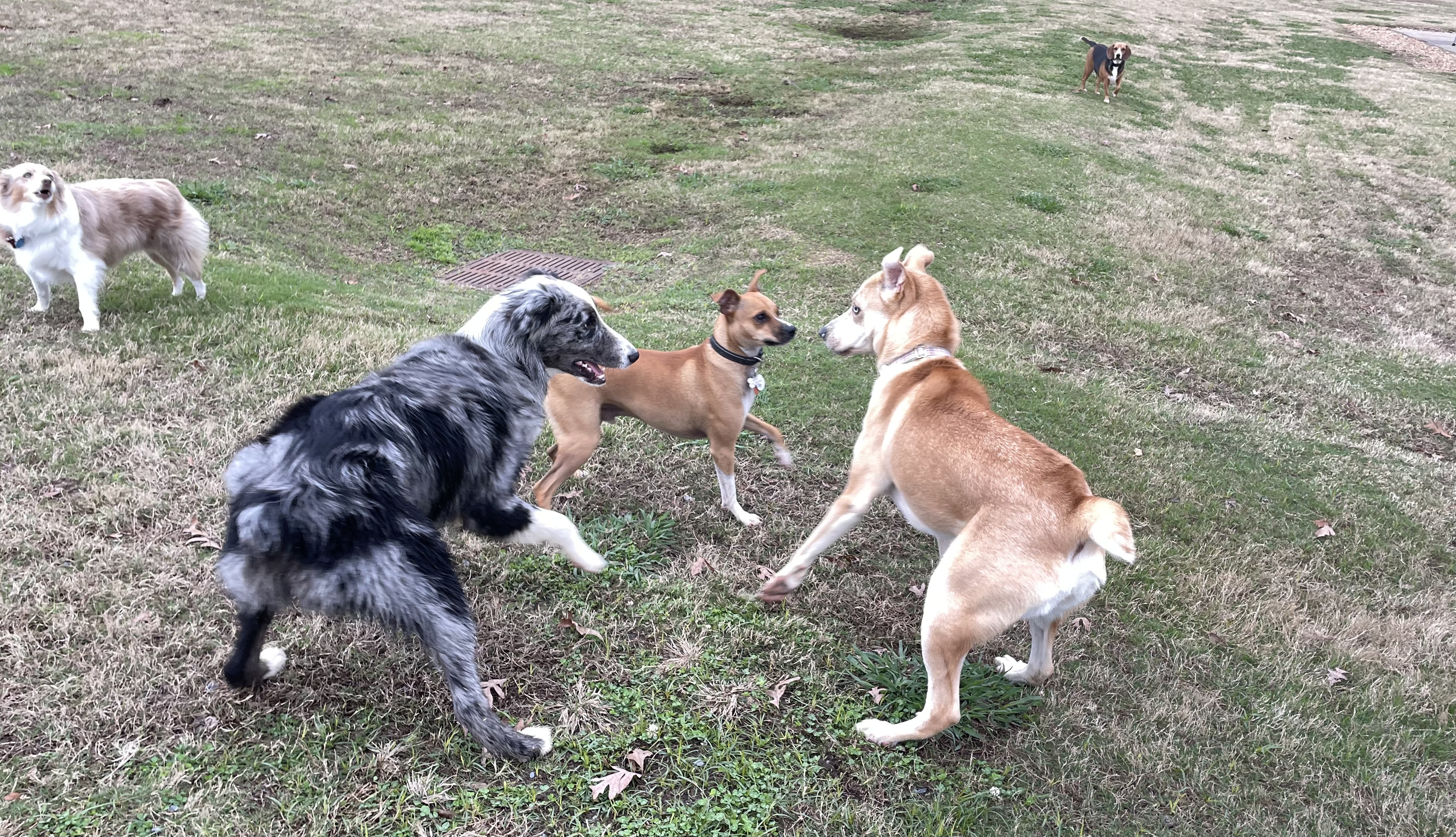 Hannah Daye Ridling Bark Park