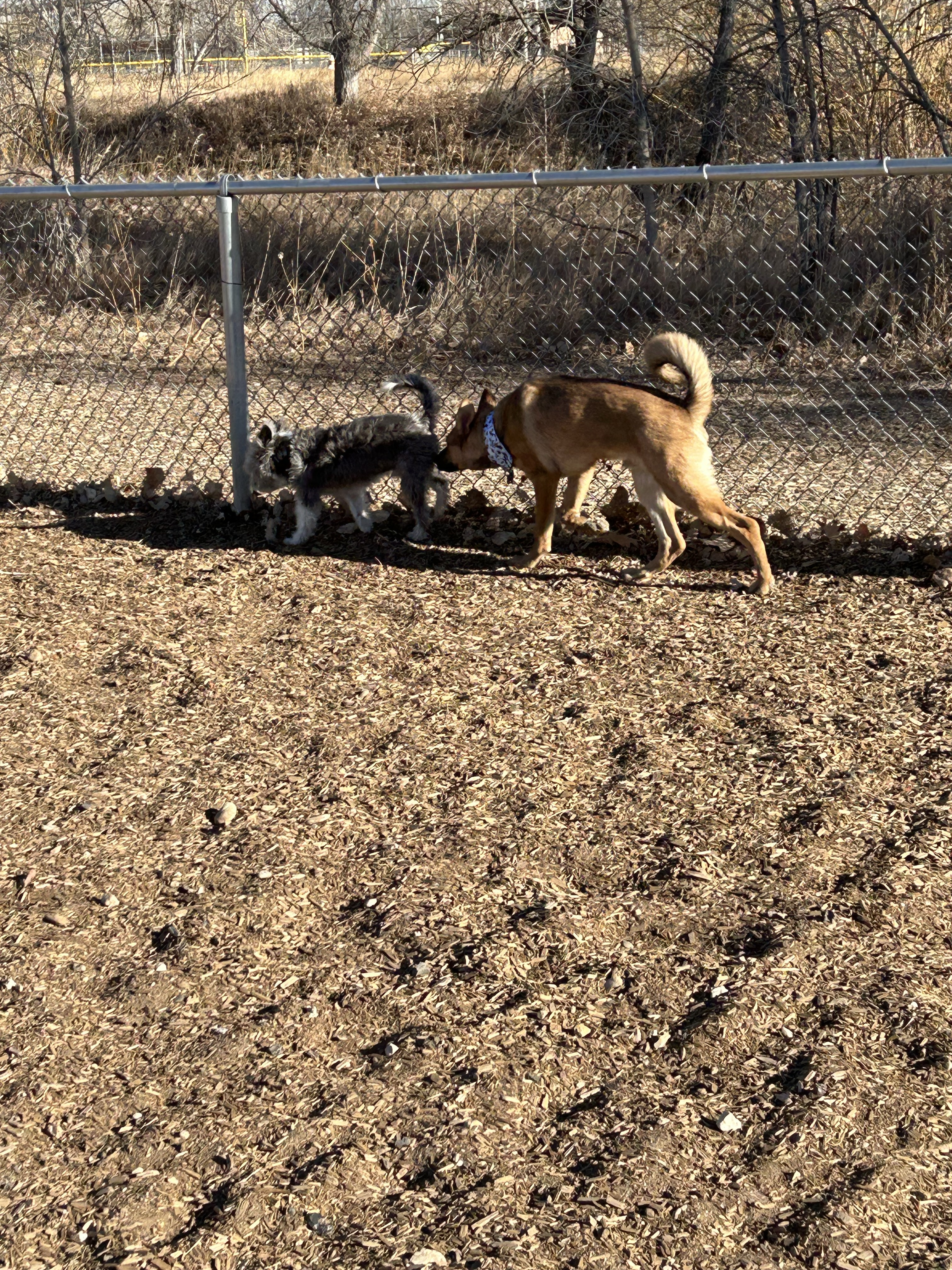 Dog Park at Fairgrounds Park