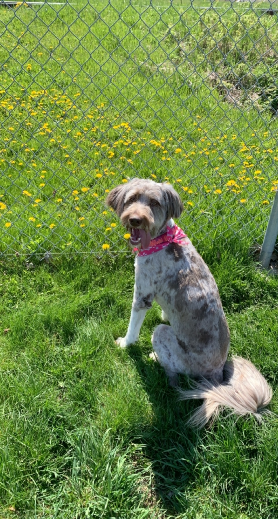 Parc canin de Verchères