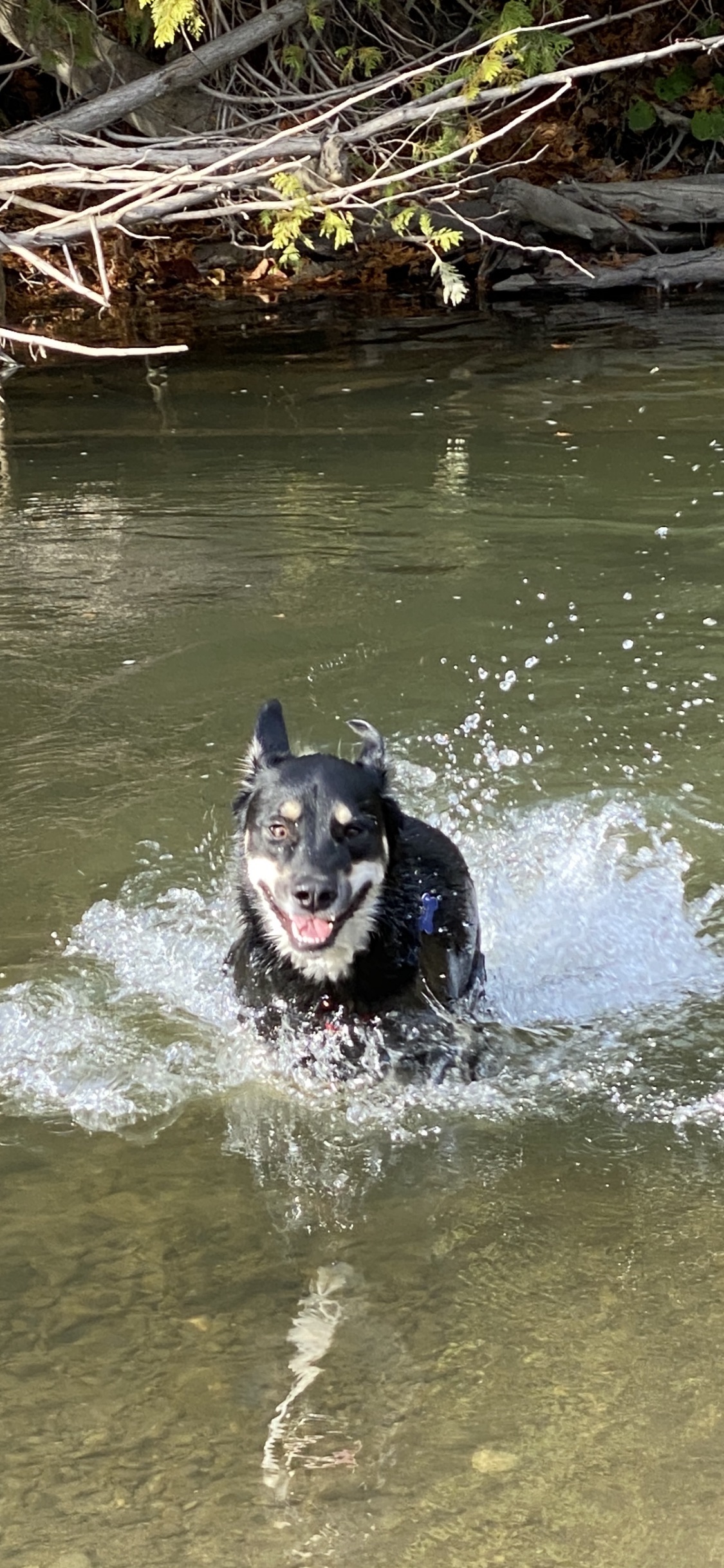 Greenwood Conservation Off Leash Dog Area