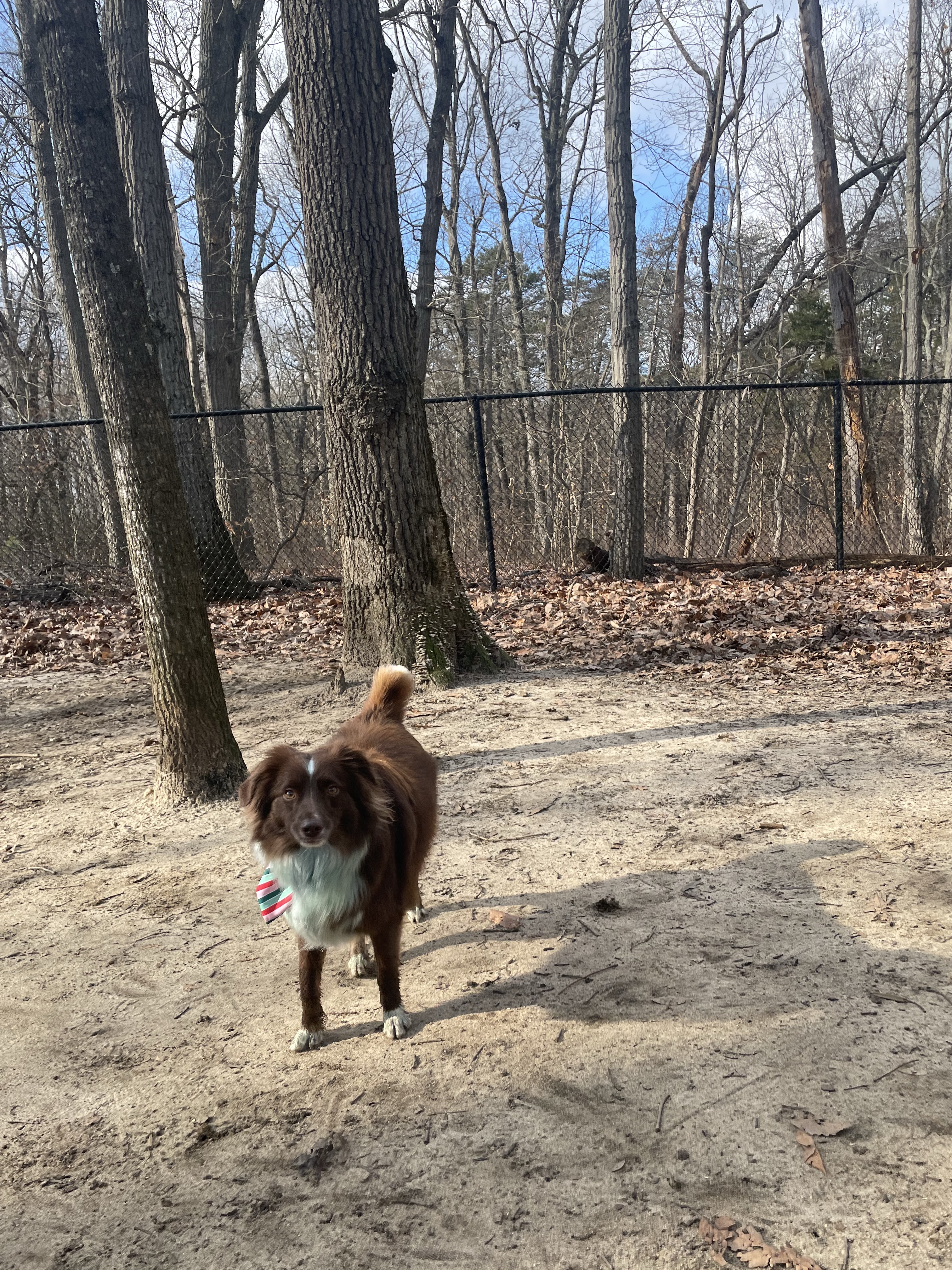 Timber Creek Dog Park
