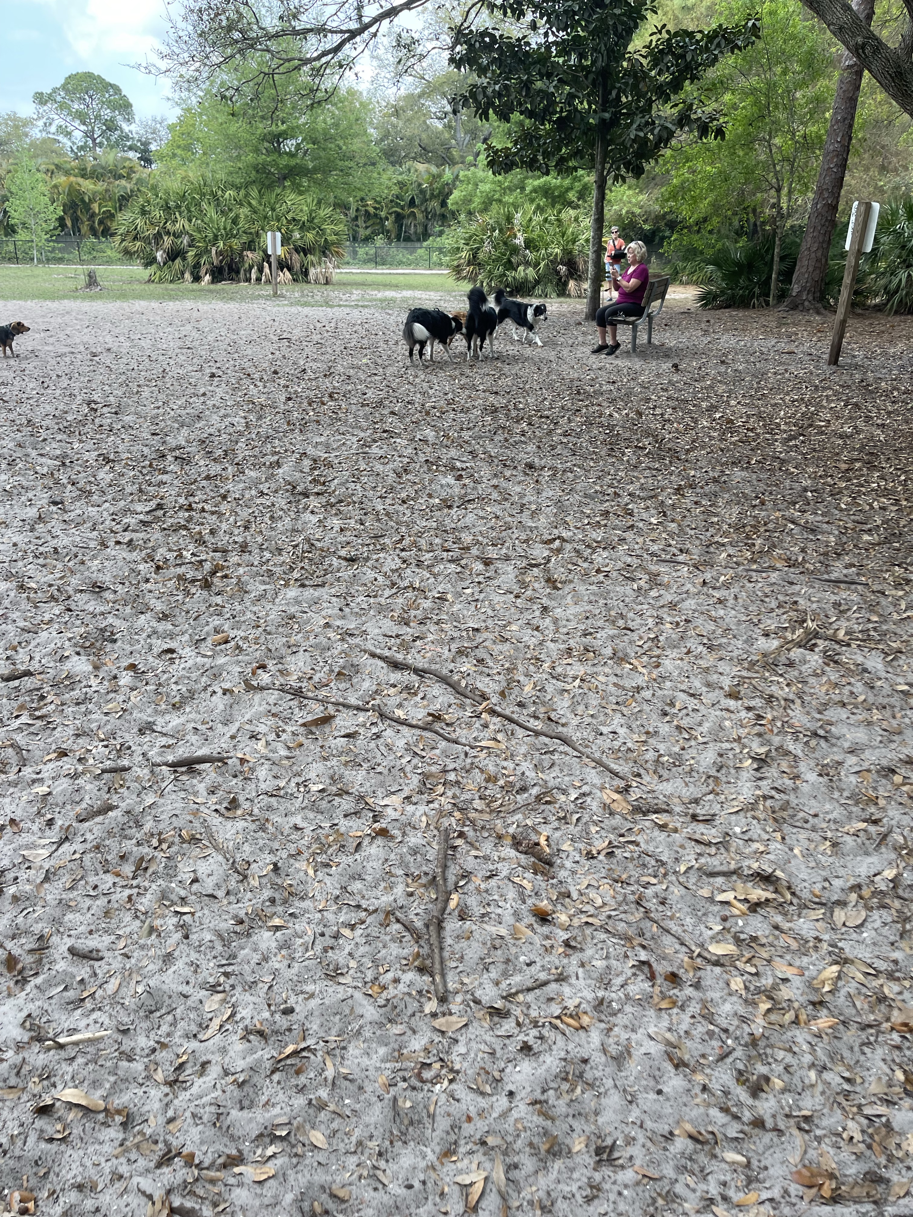 Northeast Park and Paw Place