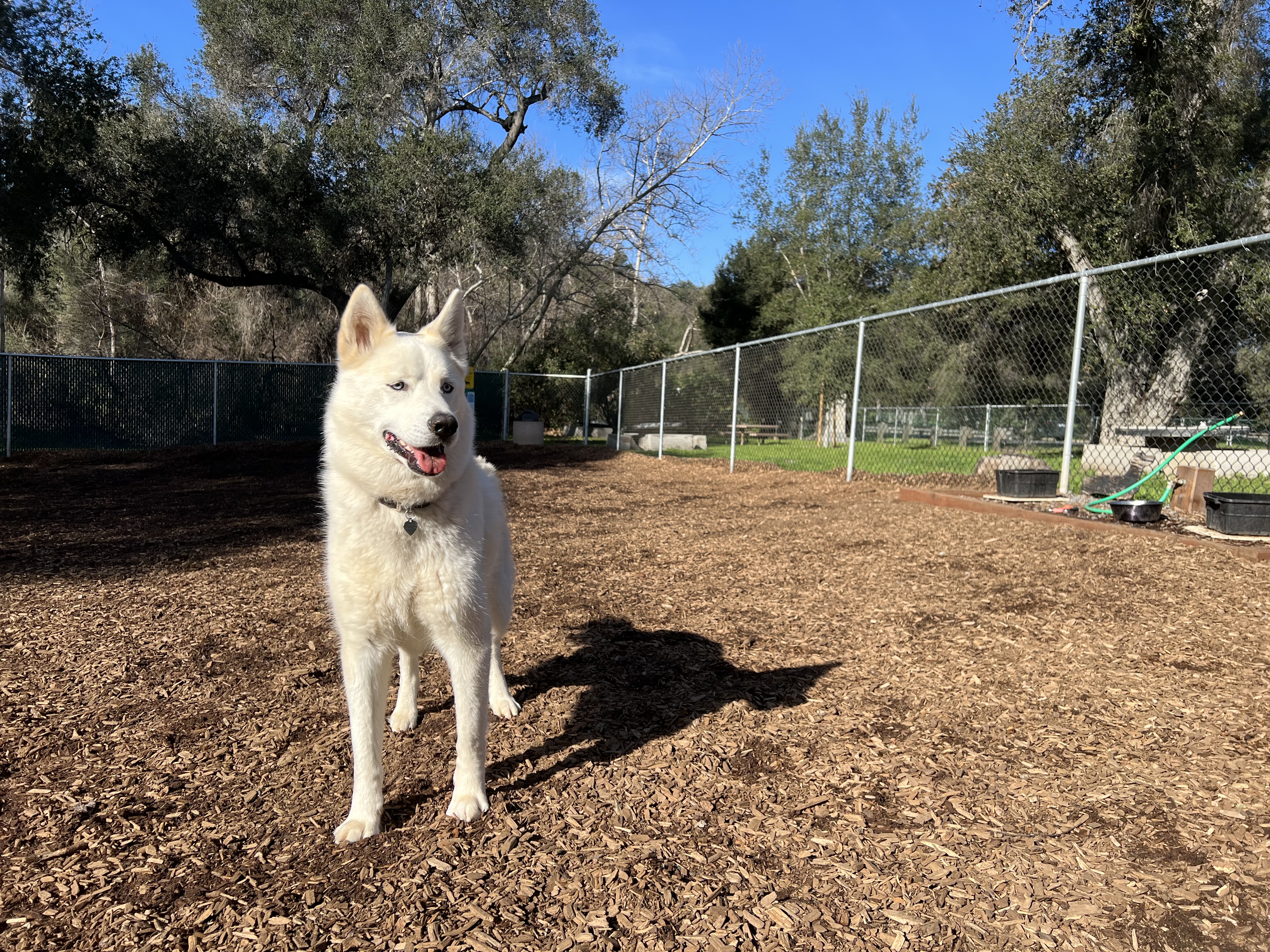 Live Oak Dog Park