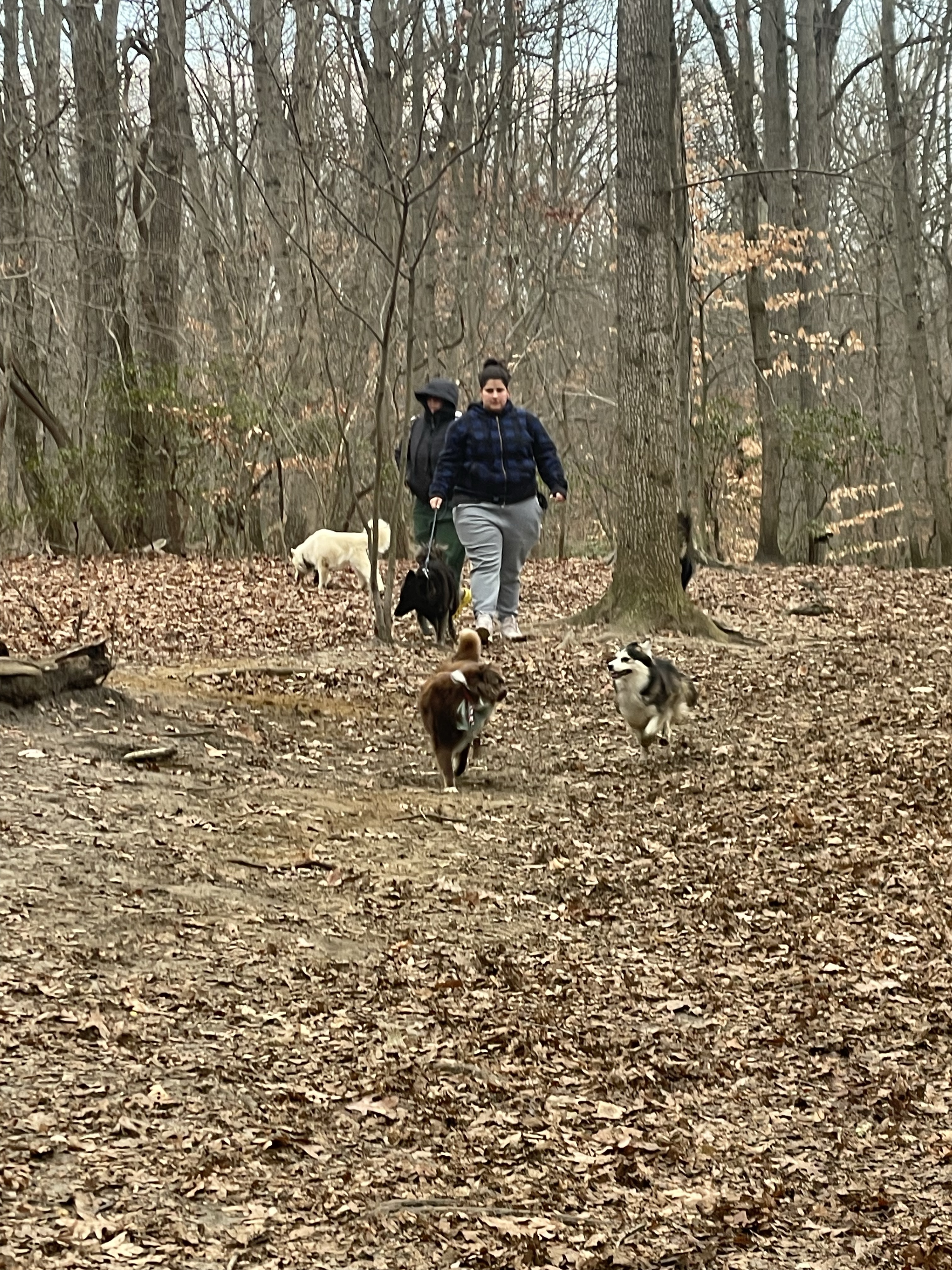 Timber Creek Dog Park