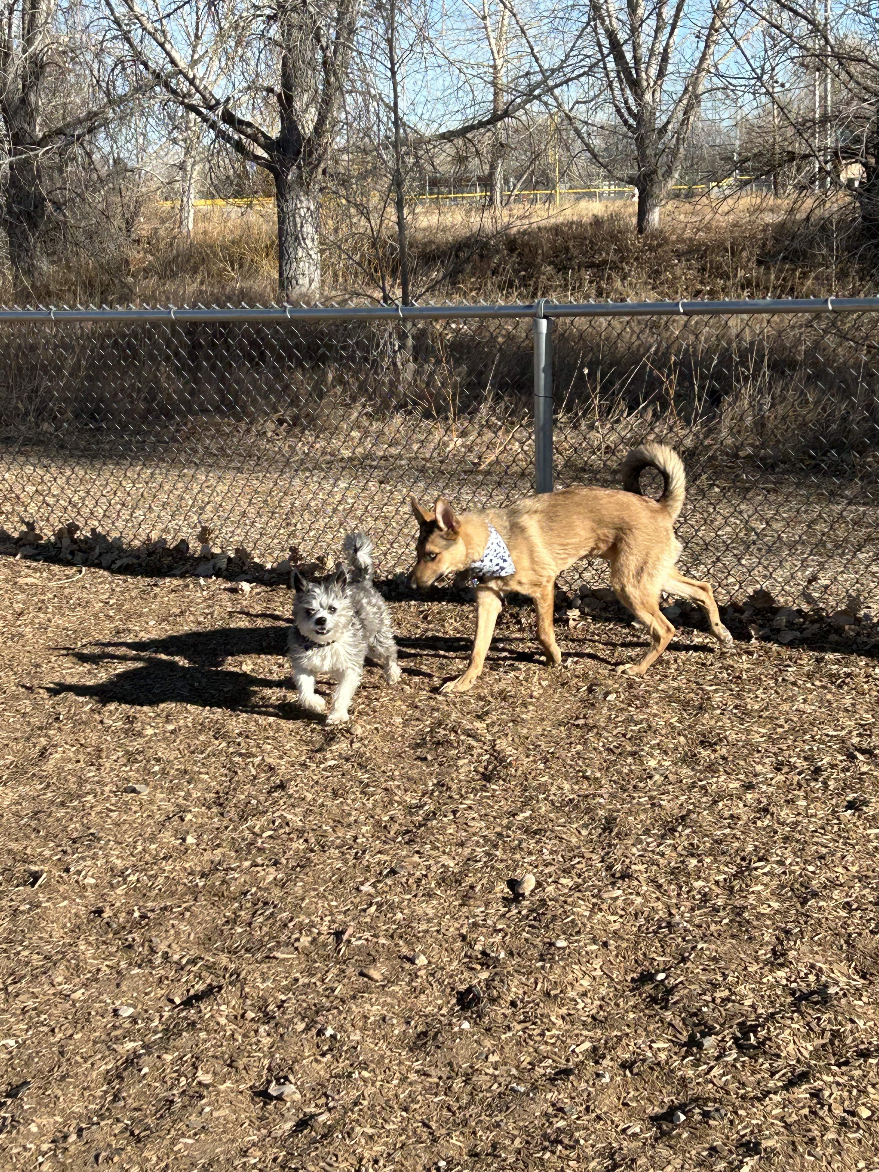 Dog Park at Fairgrounds Park