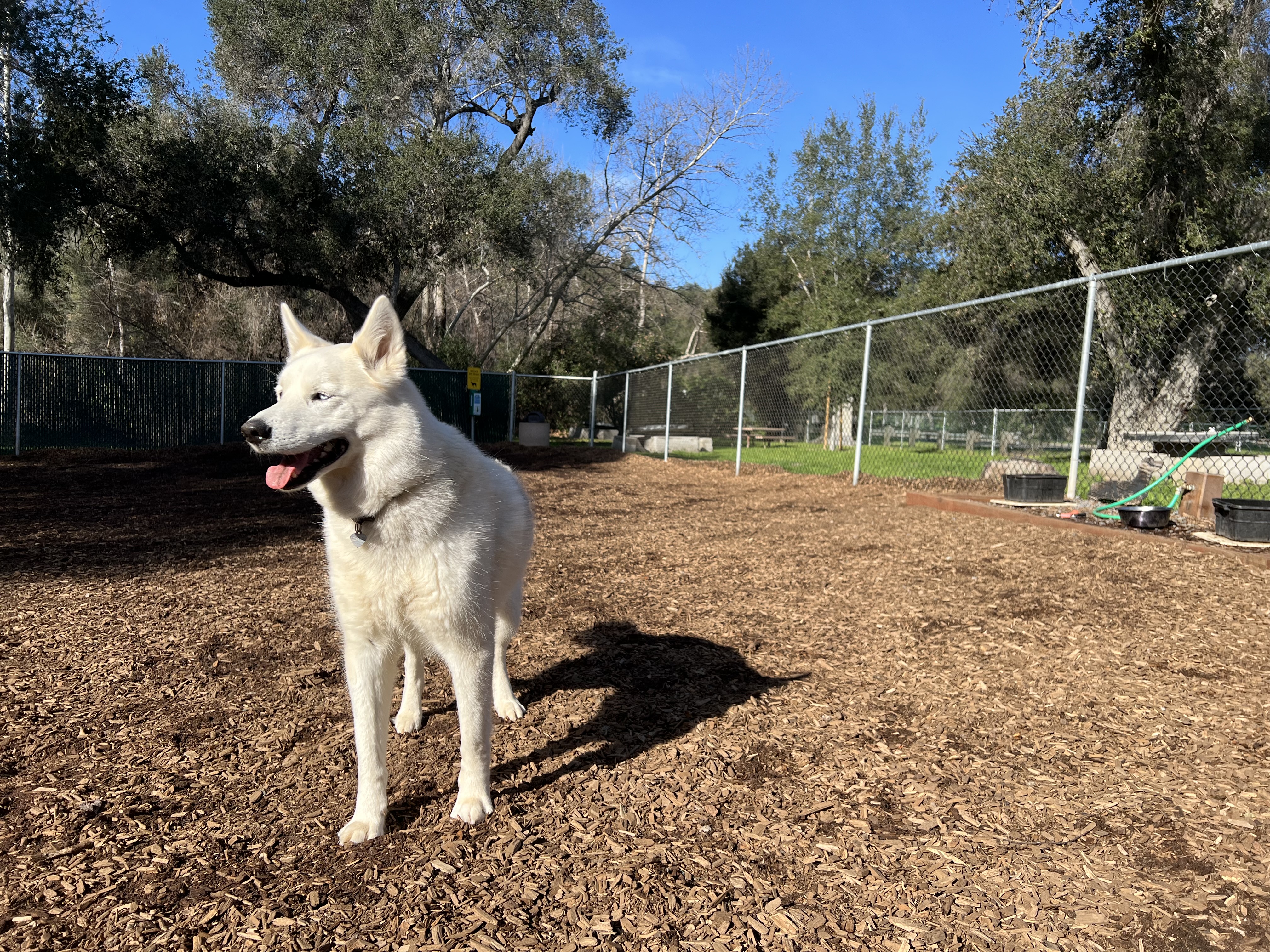 Live Oak Dog Park