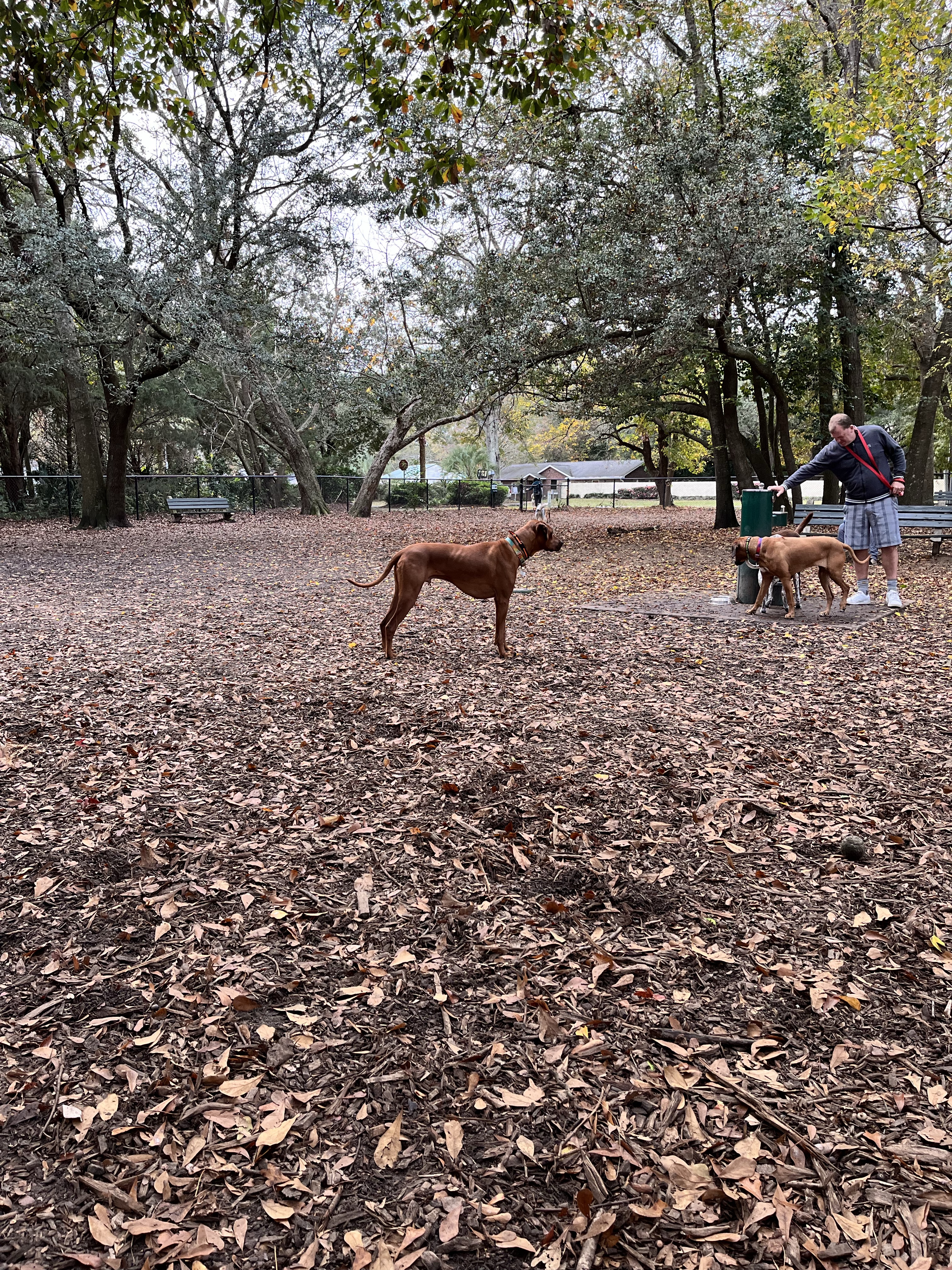 Ackerman Dog Park