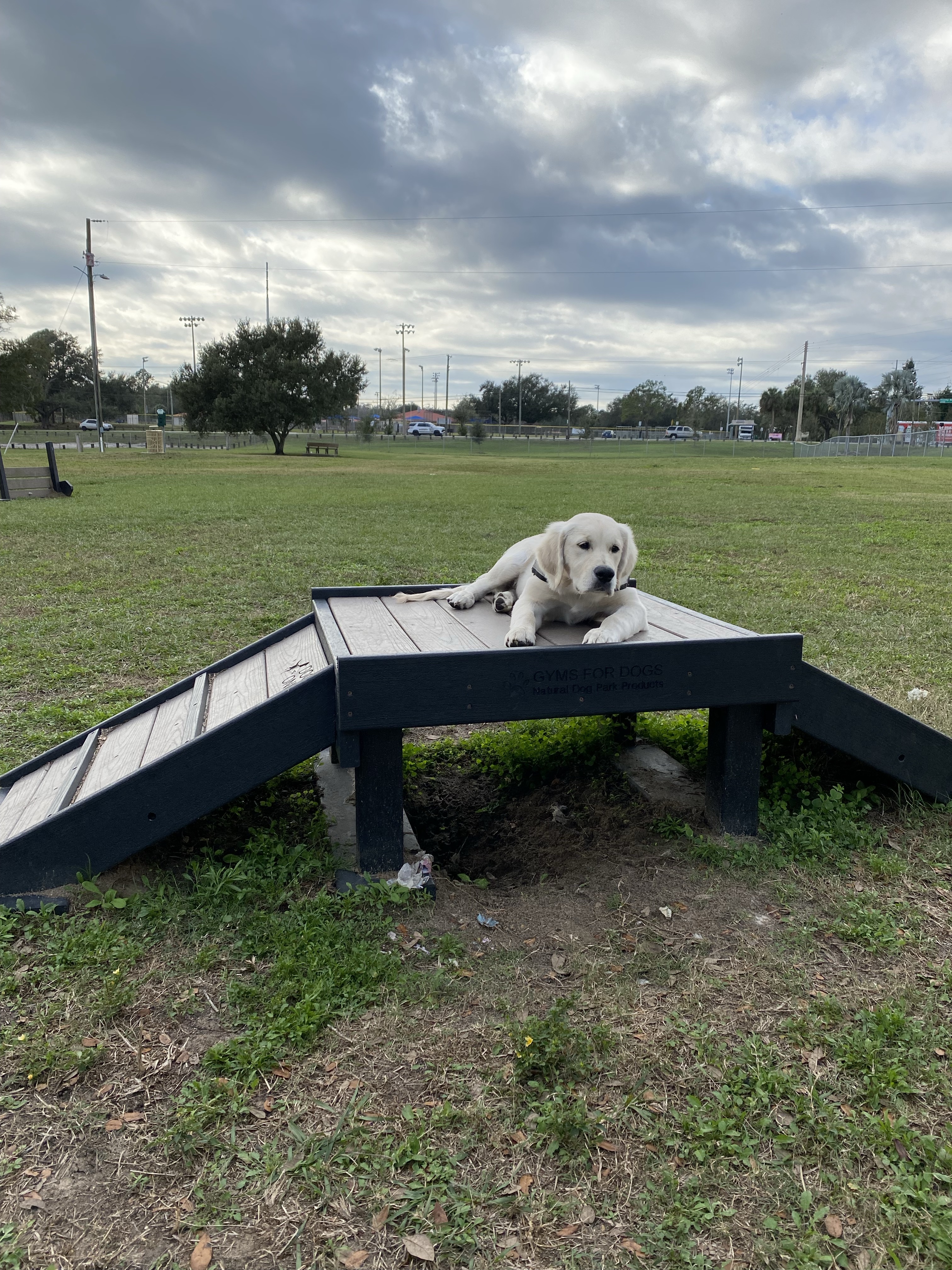 Mango Dog Park
