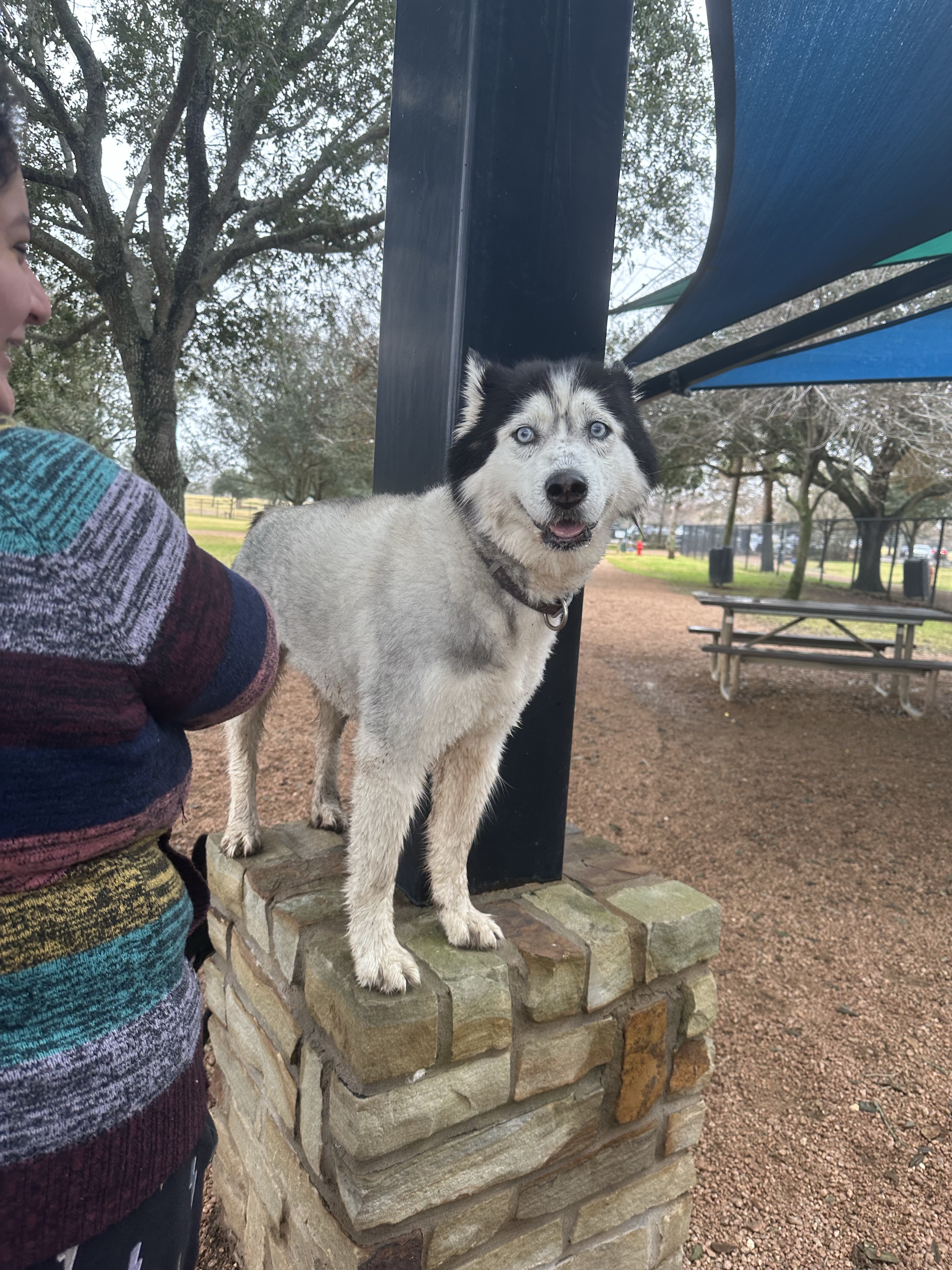 Pawm Springs Dog Park