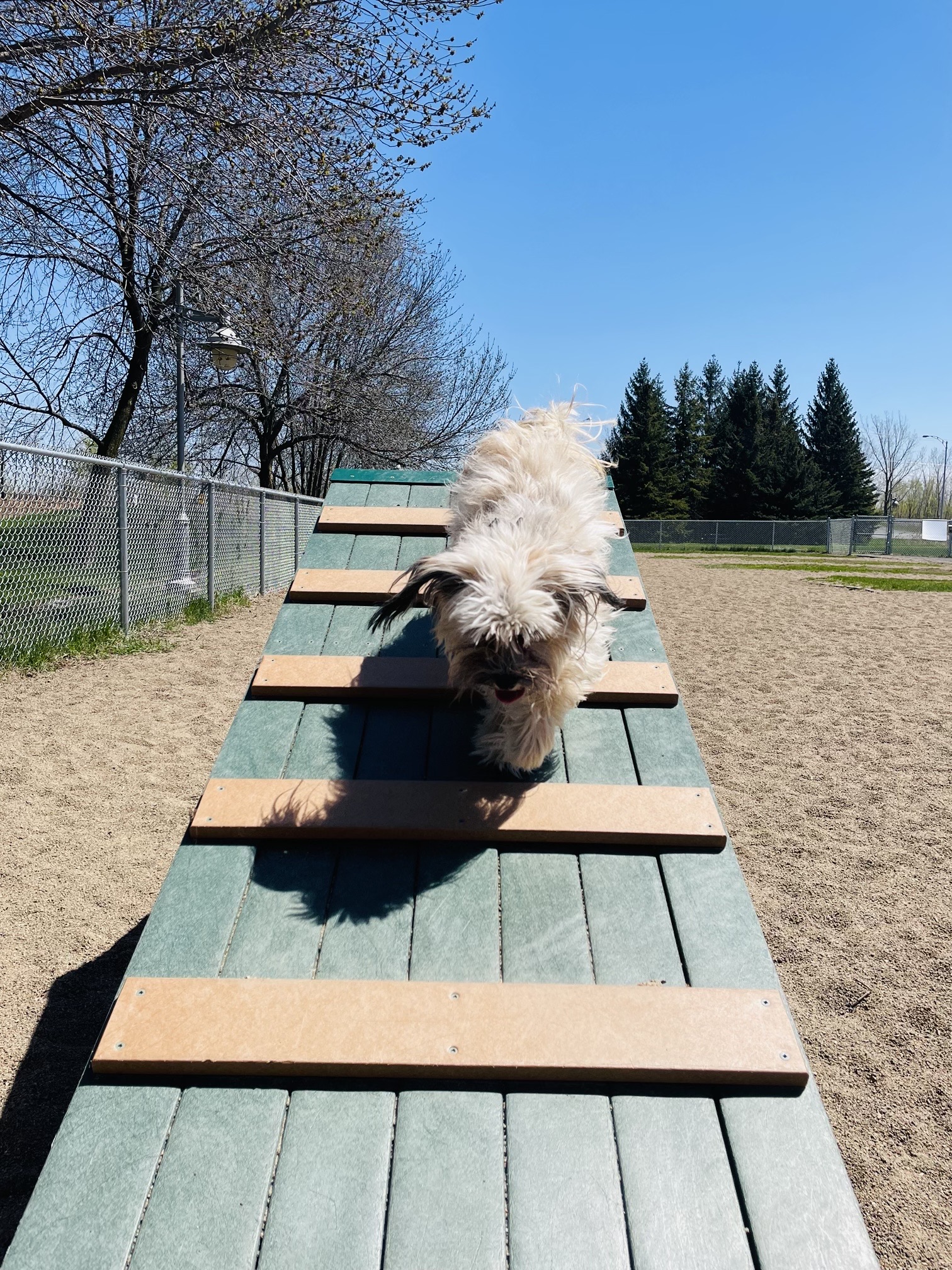 Bâtisseurs Park Dog Run