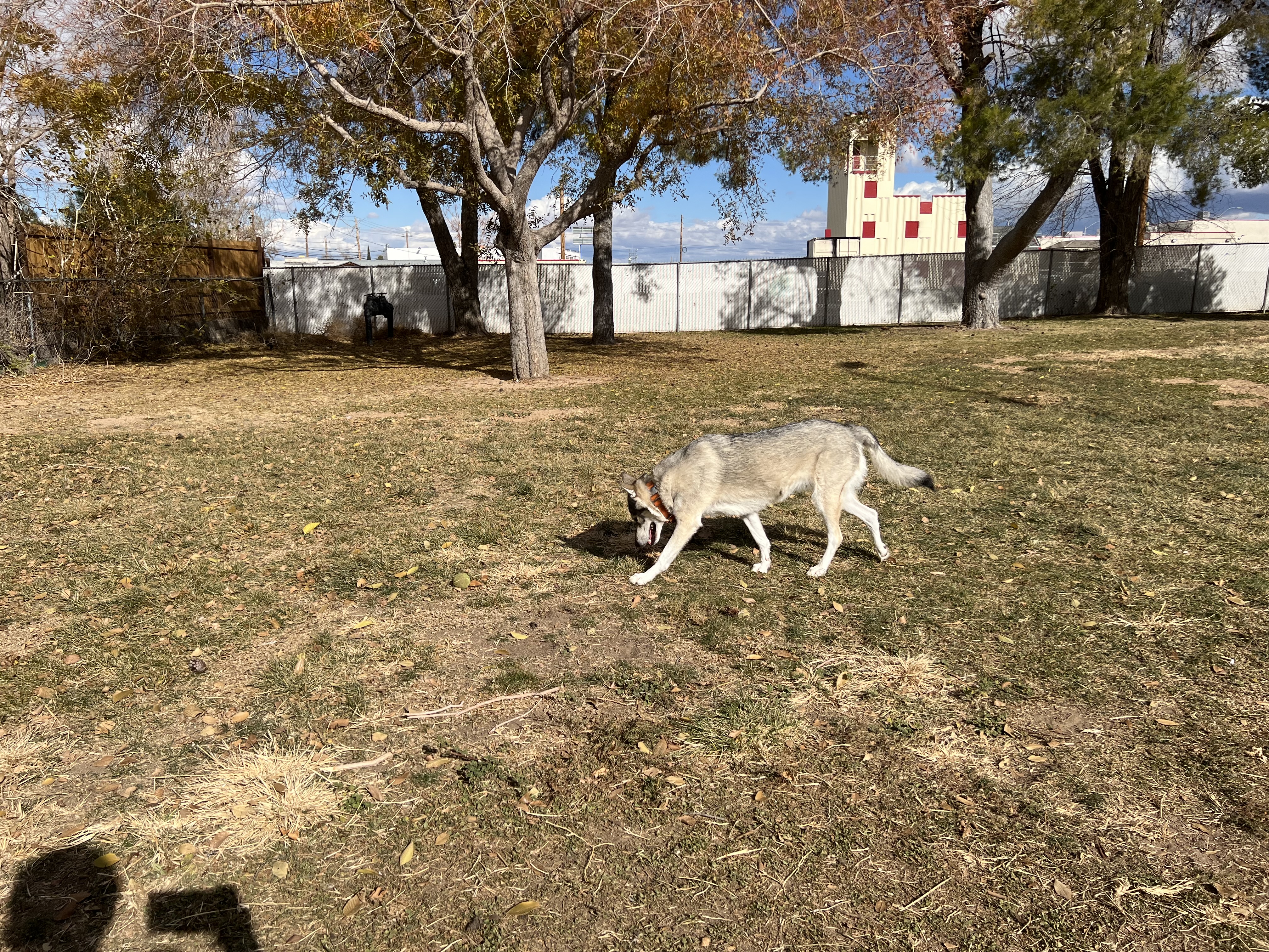 Kingman Dog Park