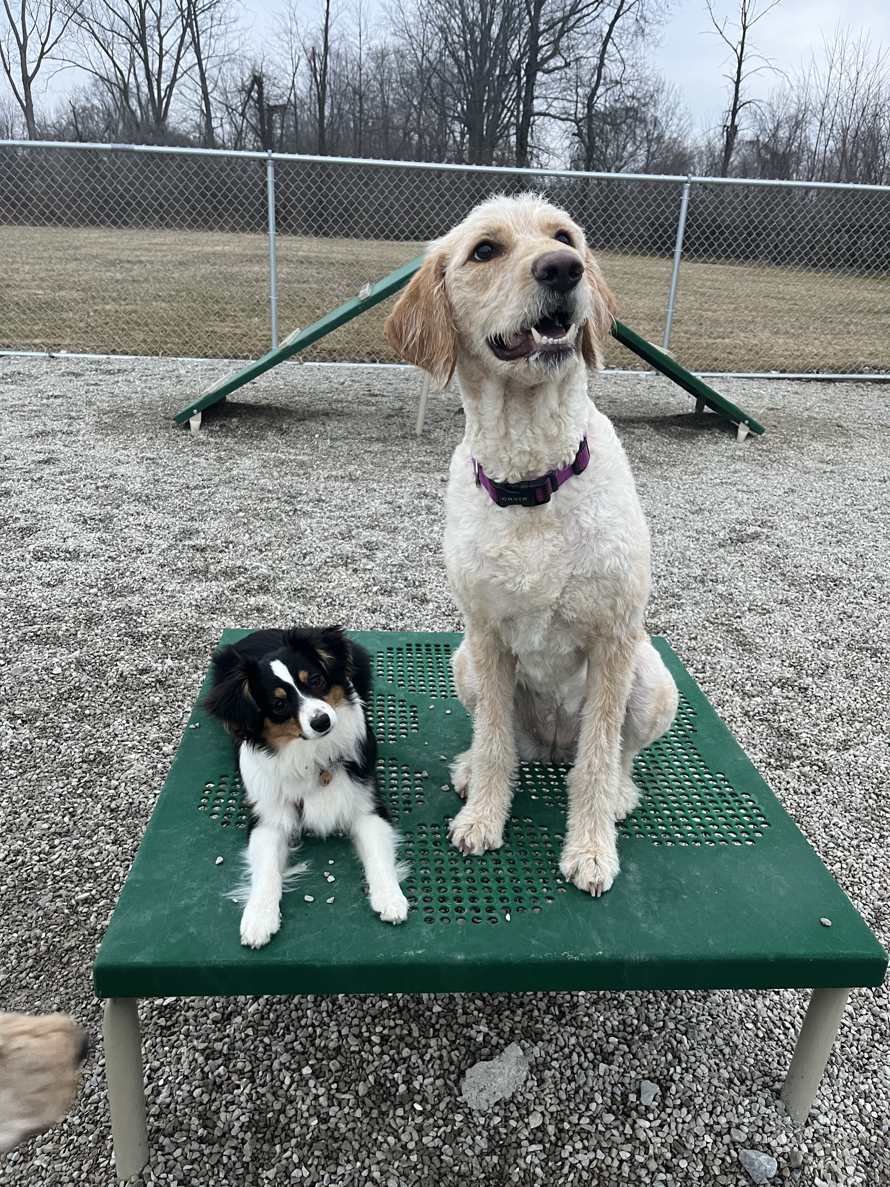 Sheffield Lake Dog Park