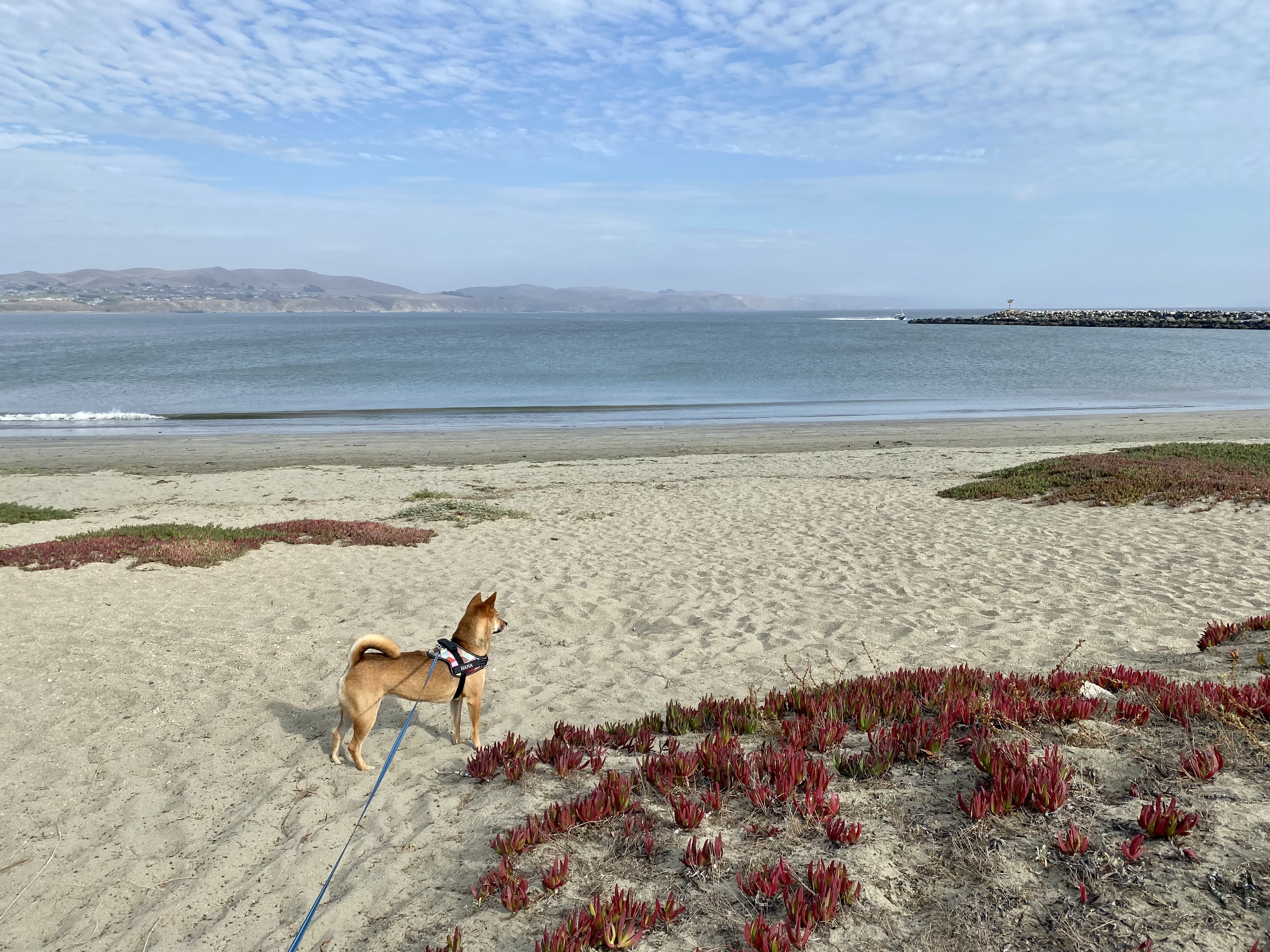 Doran Beach - On-Leash Dog Friendly